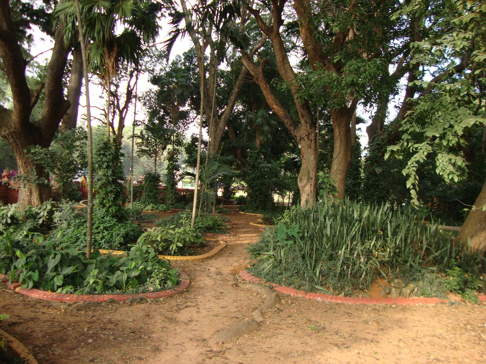 Un jardin caractérisé par des allées de terre battue sinueuses et une végétation dense, photo gratuite