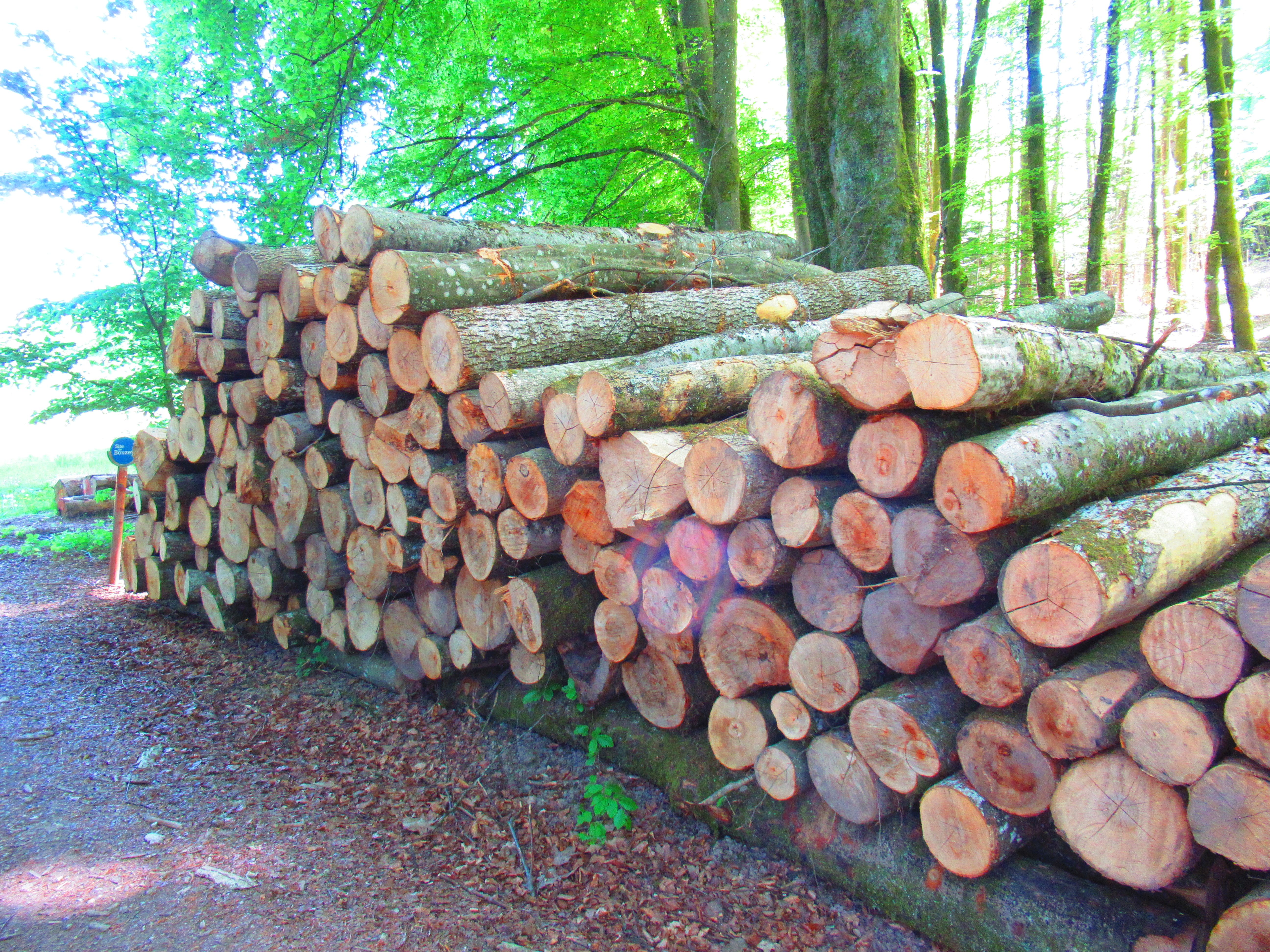 Tronc d'arbre coupé