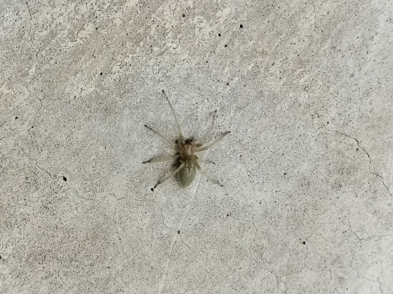 Araignée jaune sur le sol