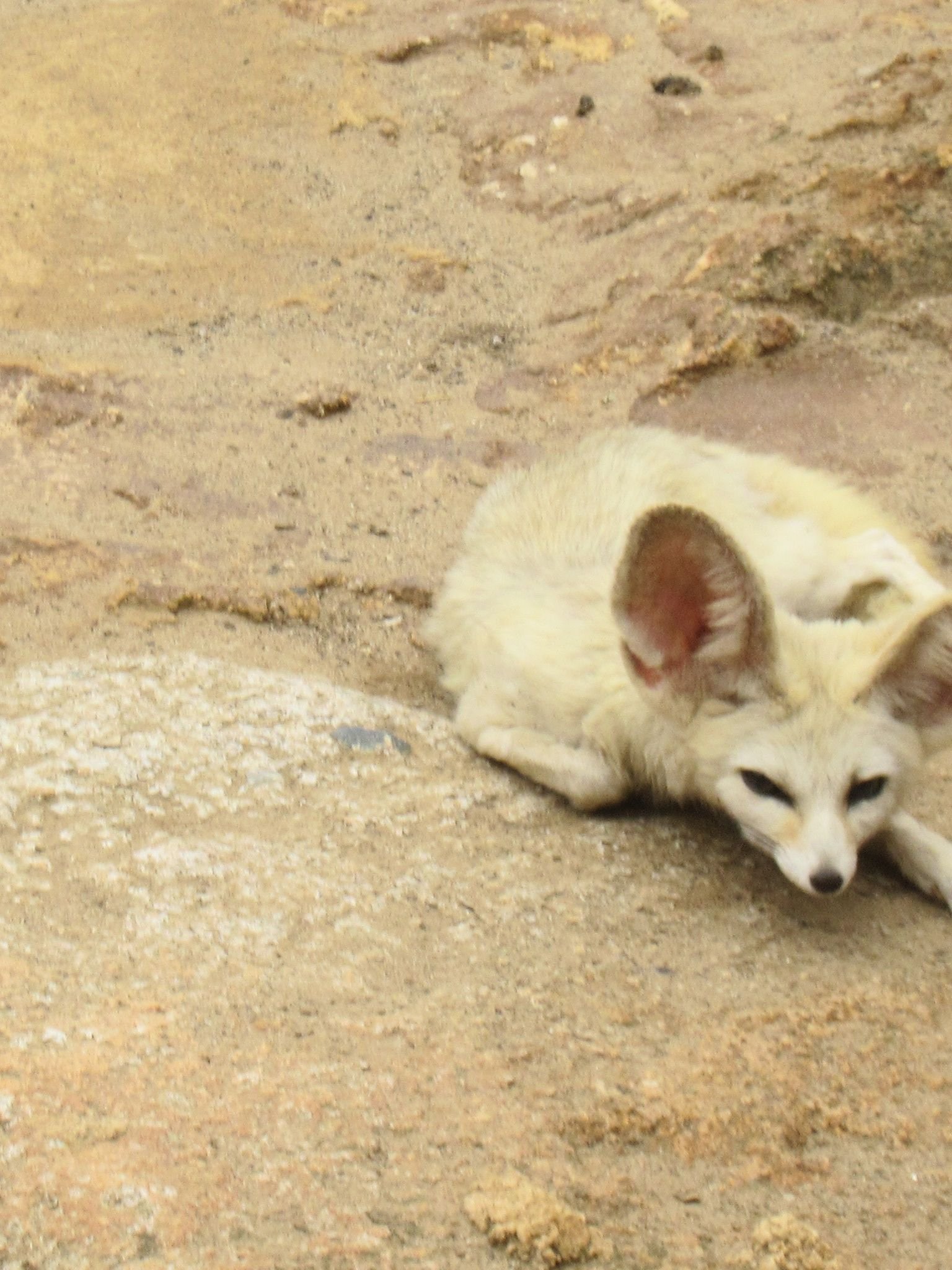 Renard des sables - fennec au zoo de Rabat au Maroc