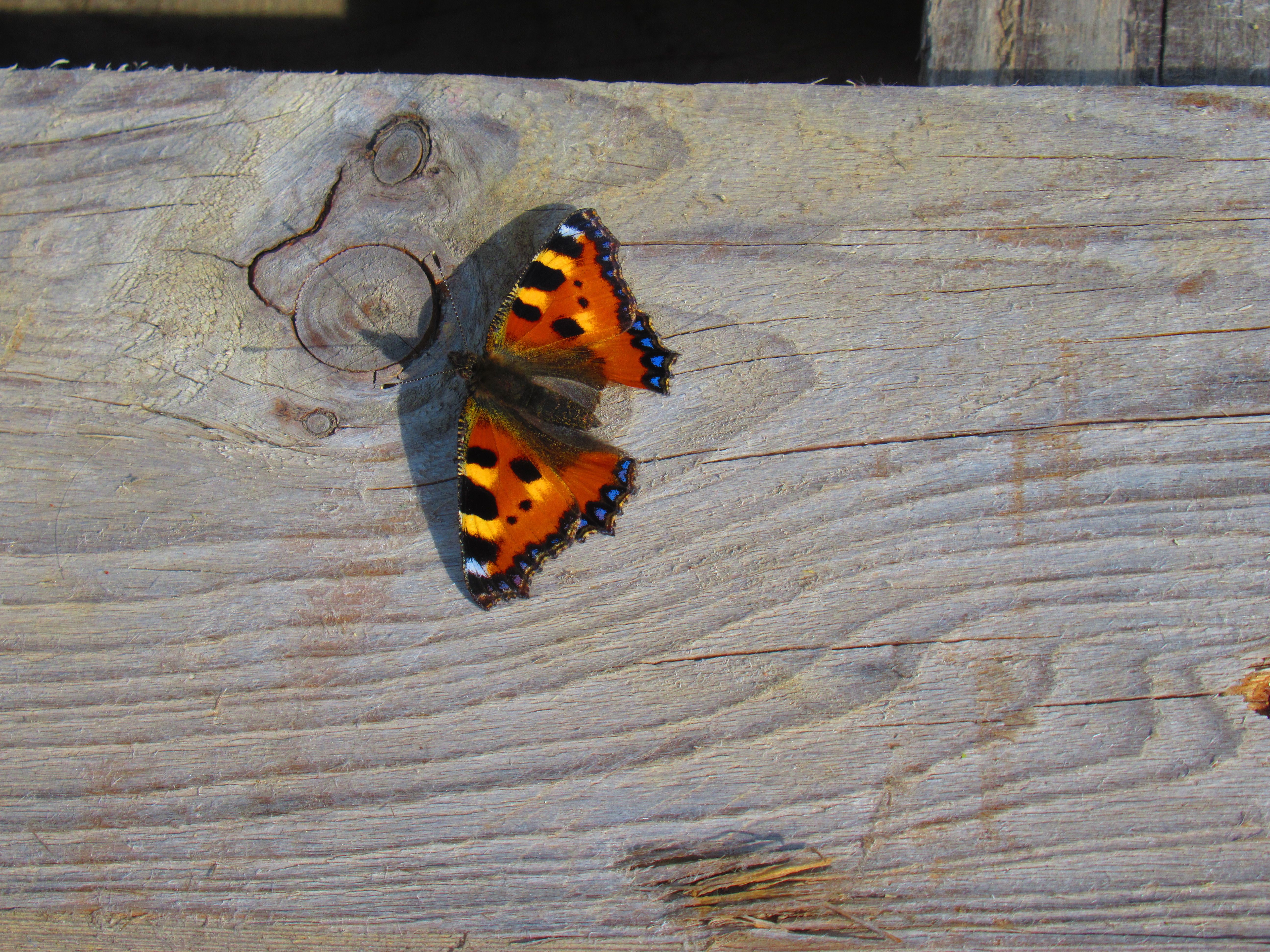 Papillon brun et bleu