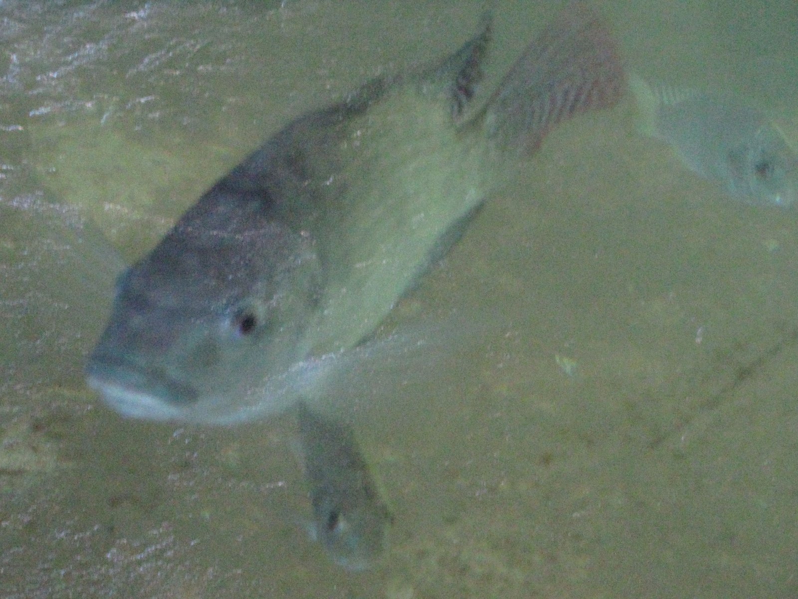 Poisson dans l'eau, carpe qui nage photo gratuite