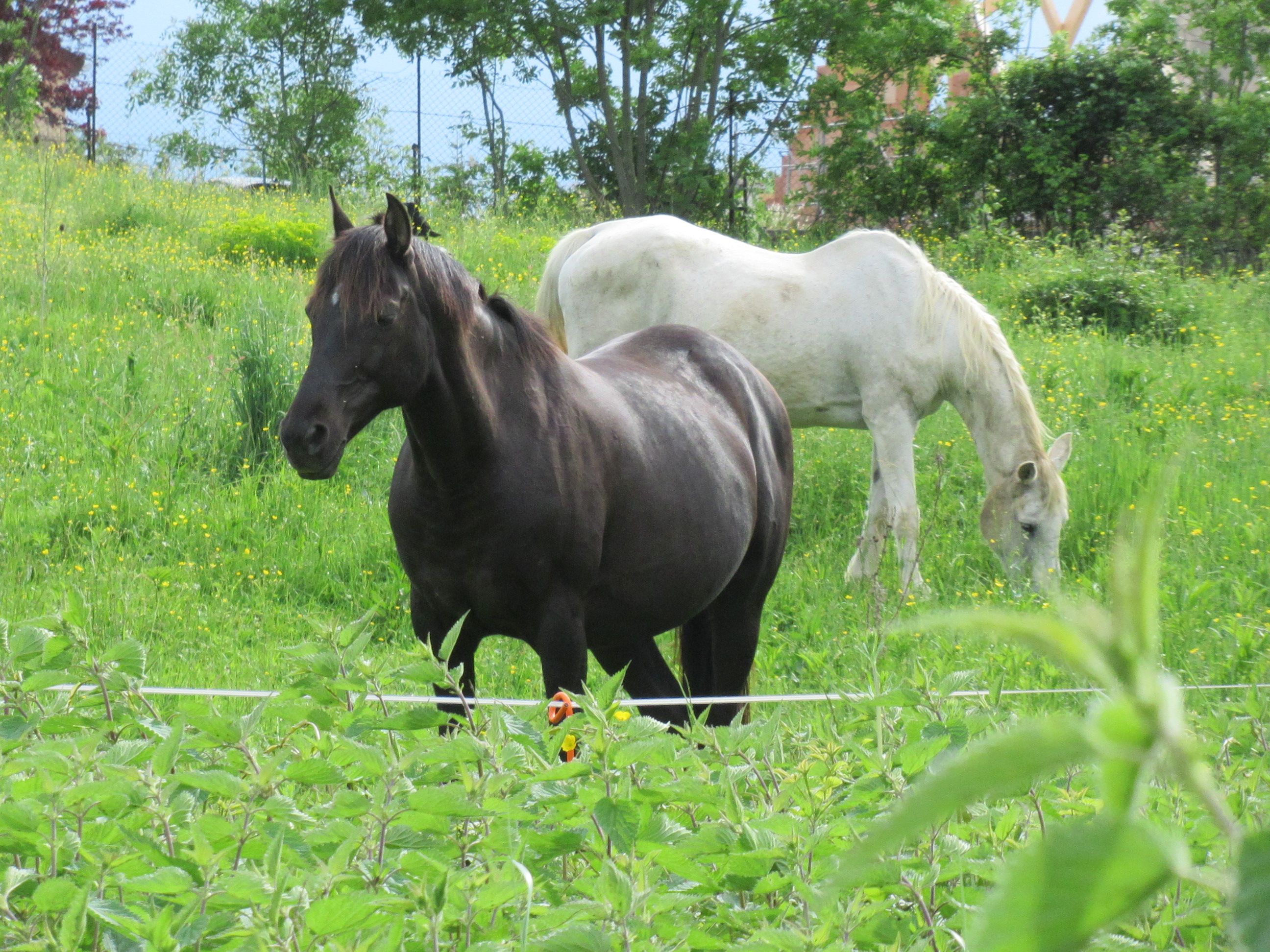 Chevaux au pré, équidés