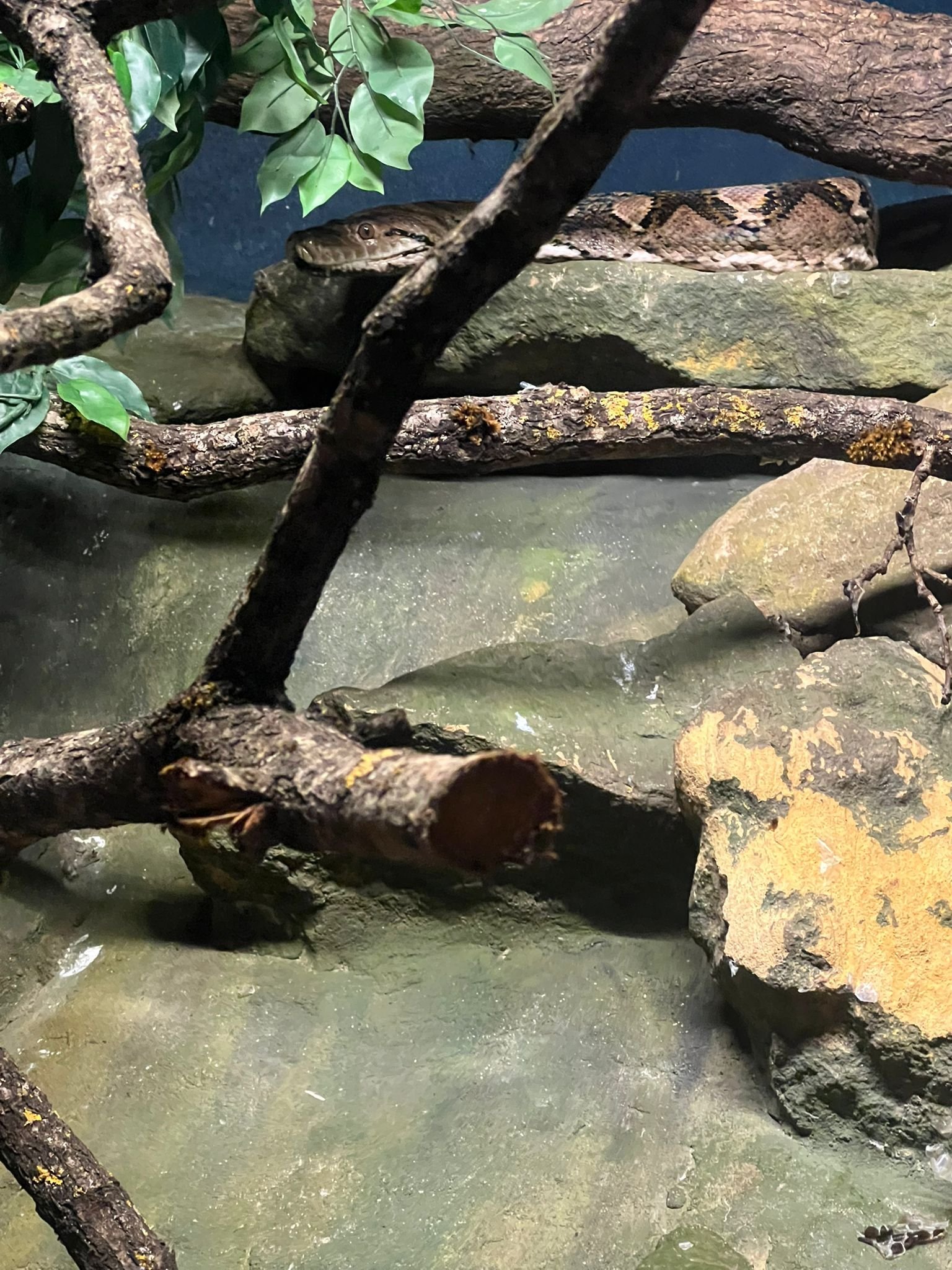 Serpent dans un enclos, avec des branches, Zoo d'Amneville, Moselle, Lorraine, photo gratuite