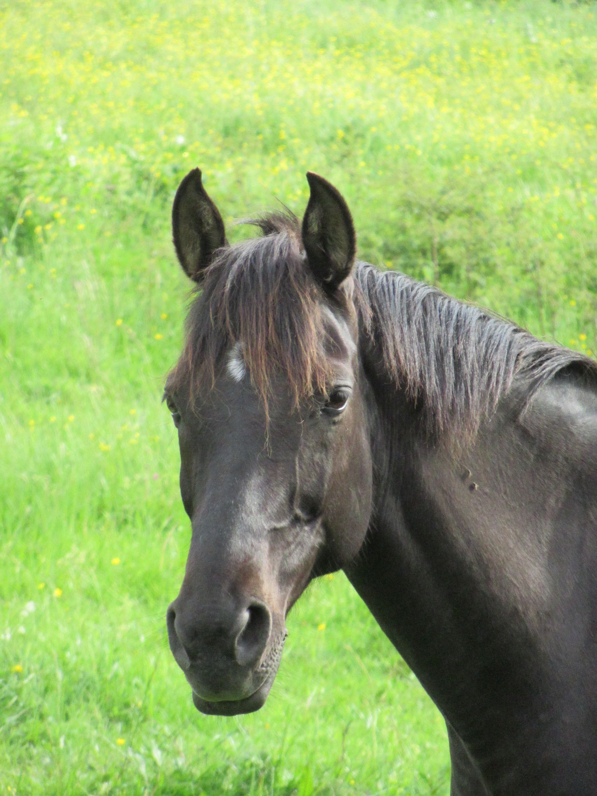 Cheval au pré, équidé
