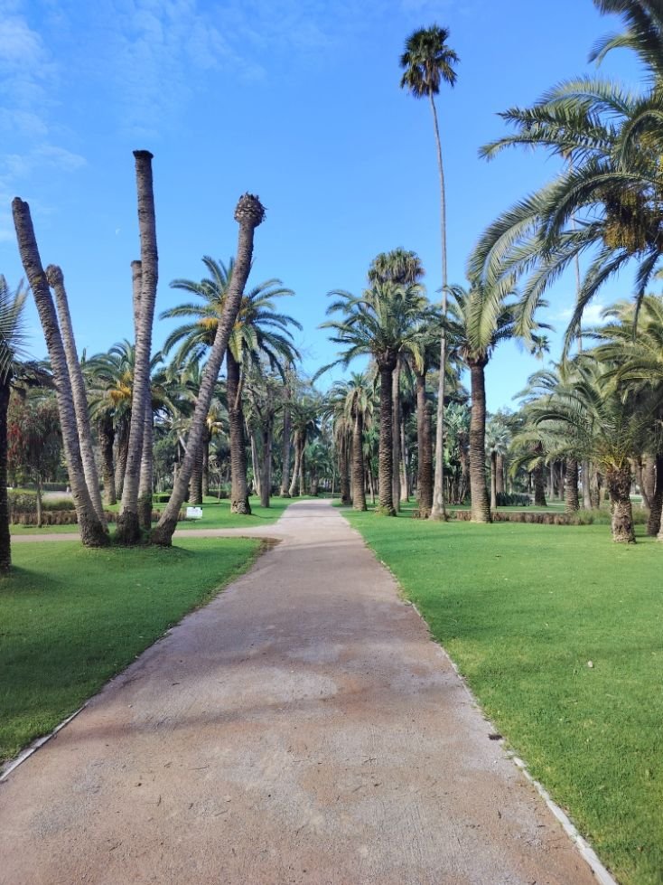 Allée bordée de palmiers dans un parc photo gratuite