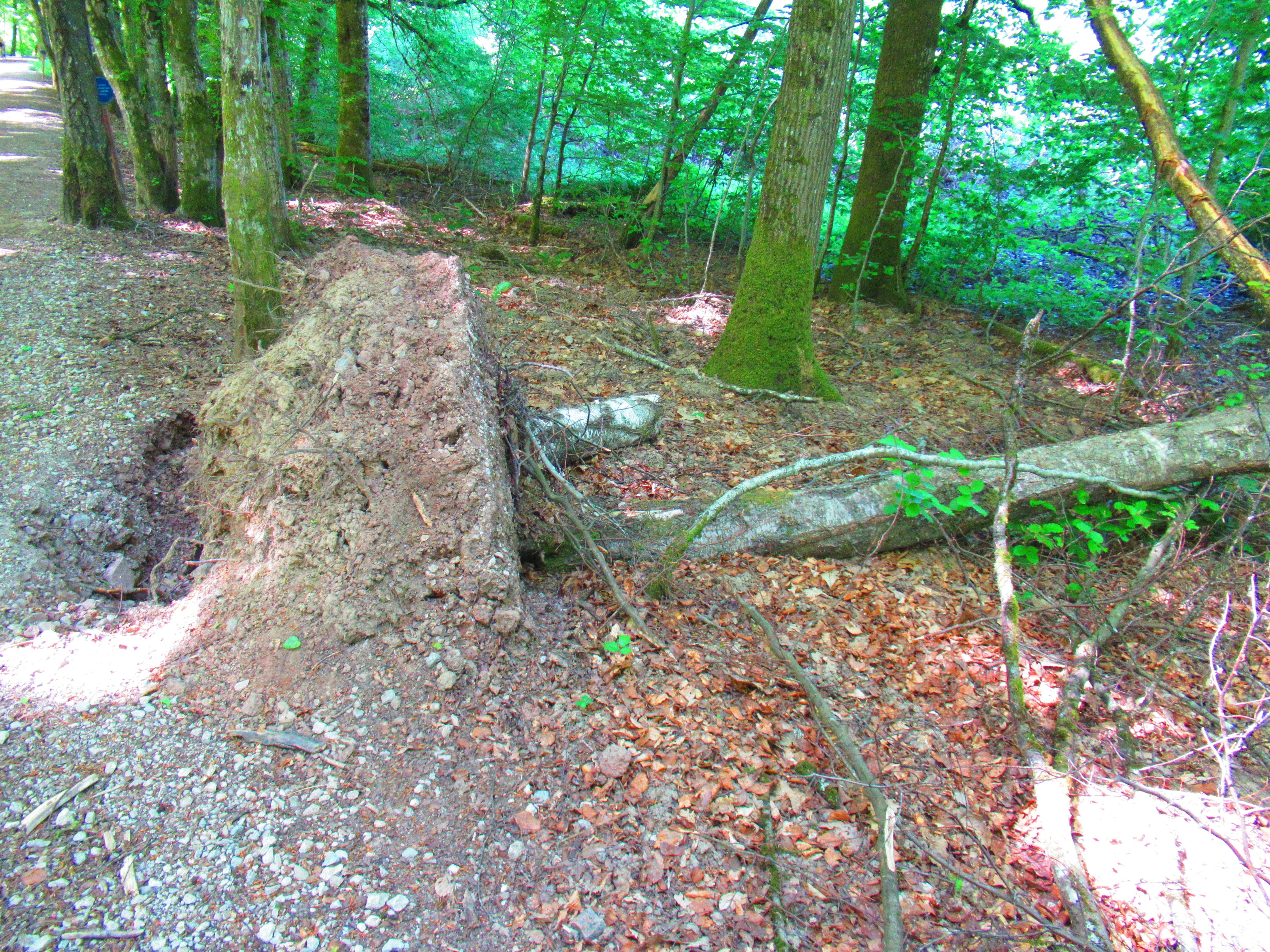 Souche d'arbre tombé dans la forêt