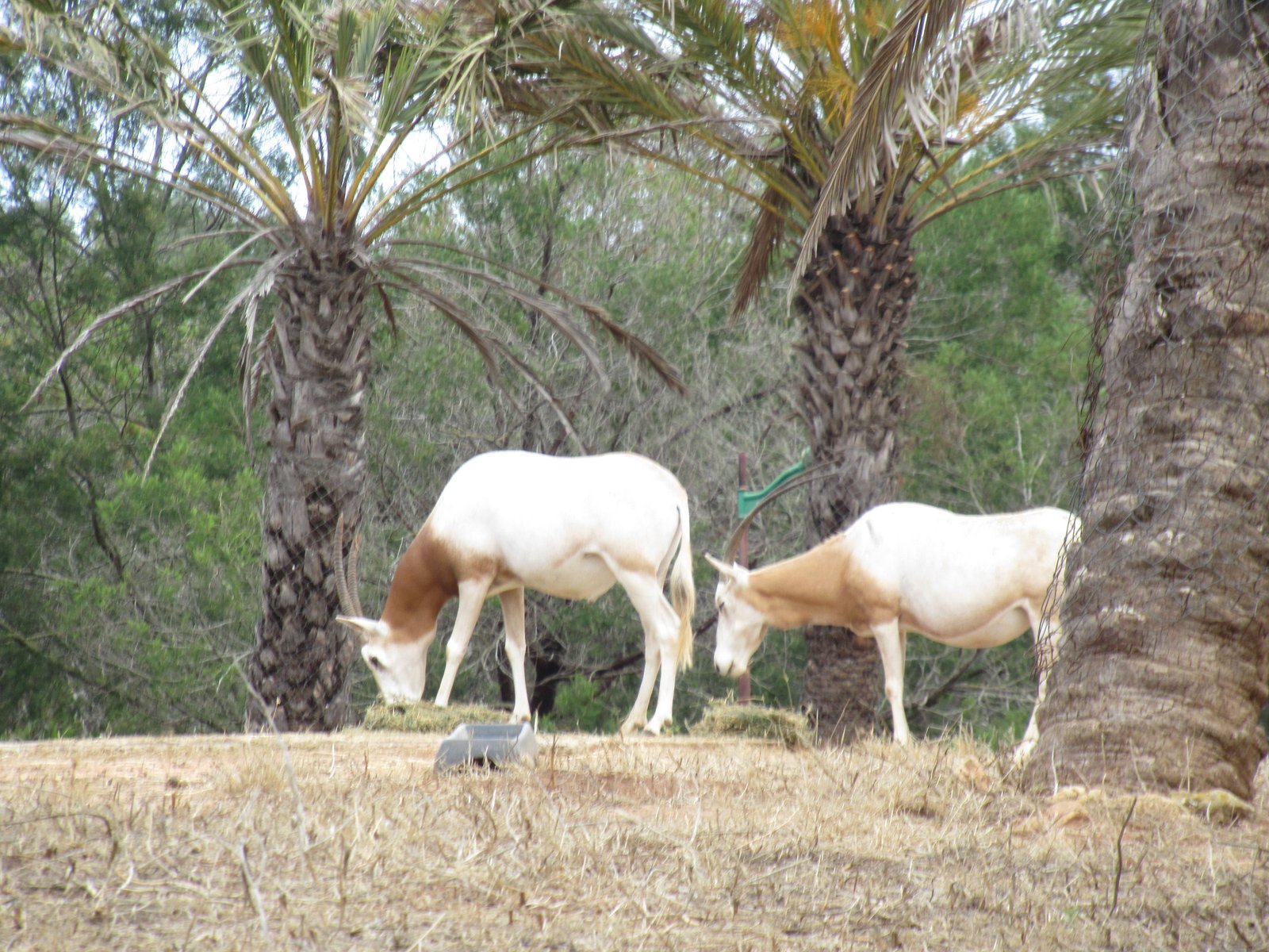 Deux Oryx Algazelles près des dattiers du zoo de Rabat