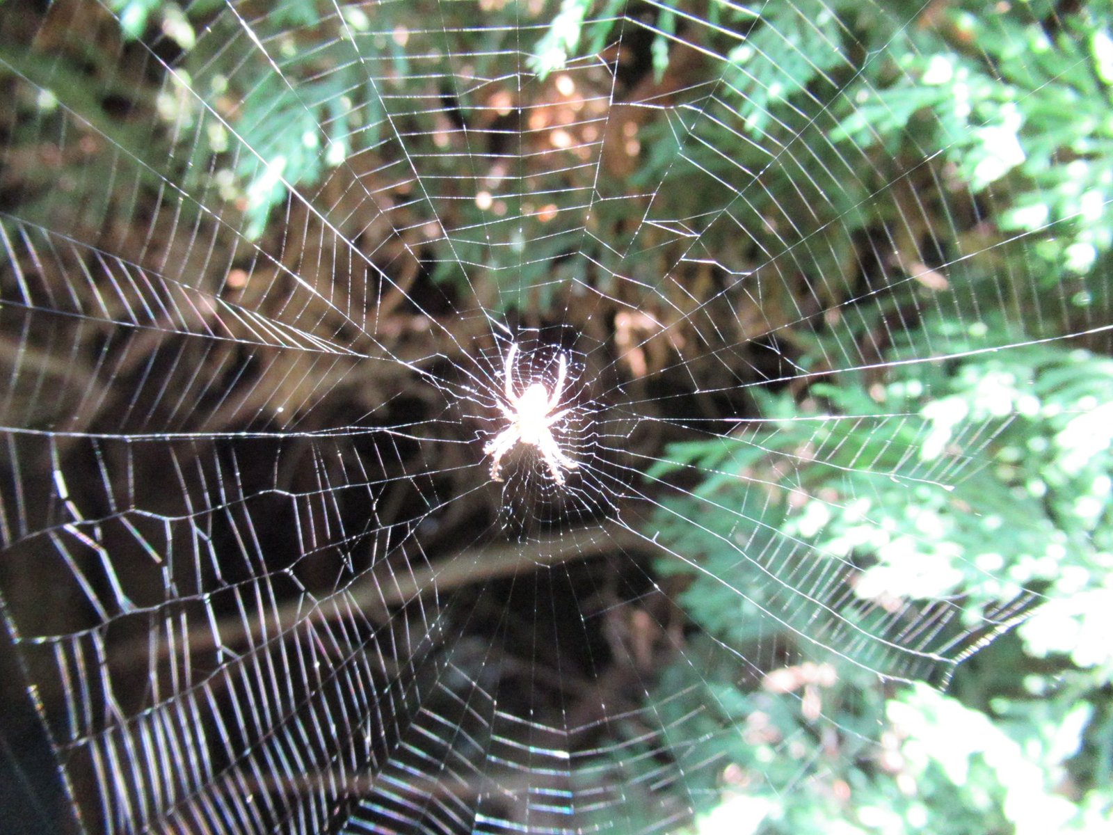 Araignée tissant sa toile