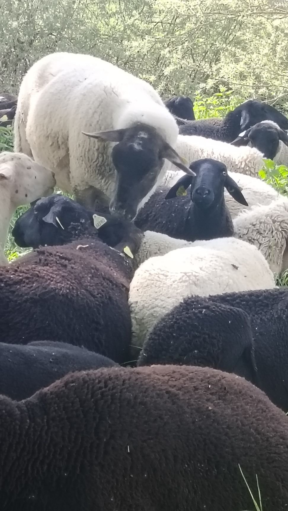 Troupeau de moutons, photo gratuite