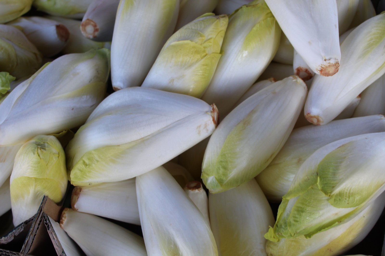 Des endives belges, des légumes, photo gratuite