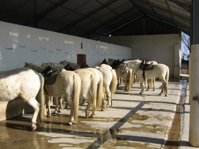 Abri équestre de chevaux blancs camarguais Photo gratuite