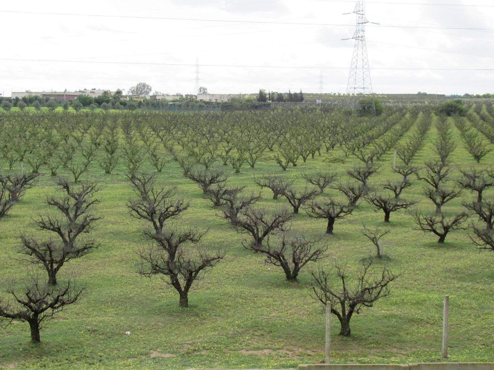 Verger avec de petits arbres taillés photo gratuite