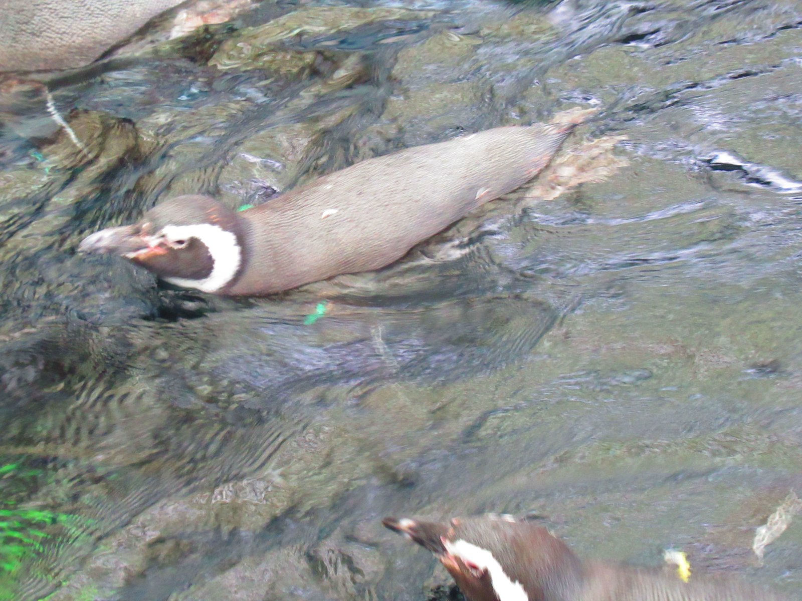 Pingouin de dos hors de l'eau de profil, Oceanarium de Lisbonne, Portugal