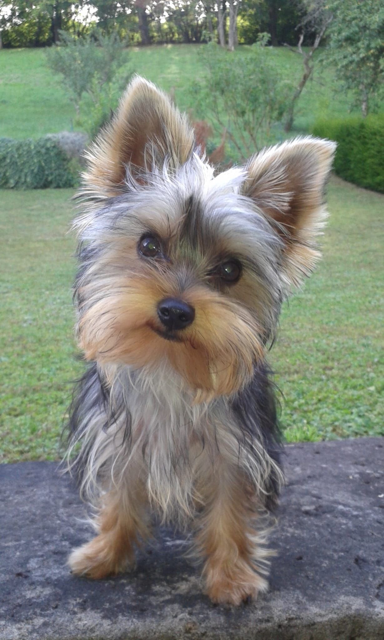 Chien Yorkshire Terrier, photo gratuite