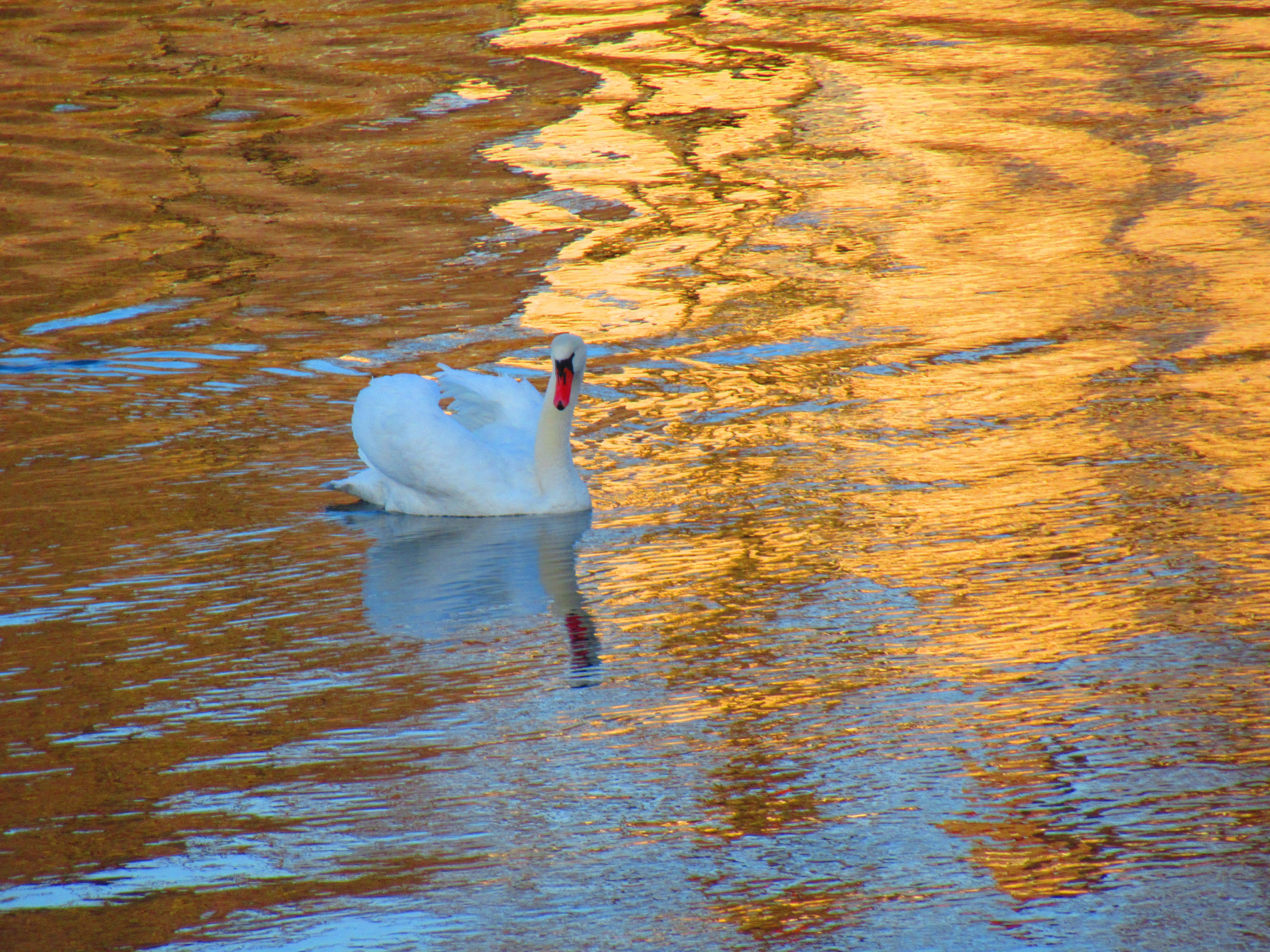 Cygne