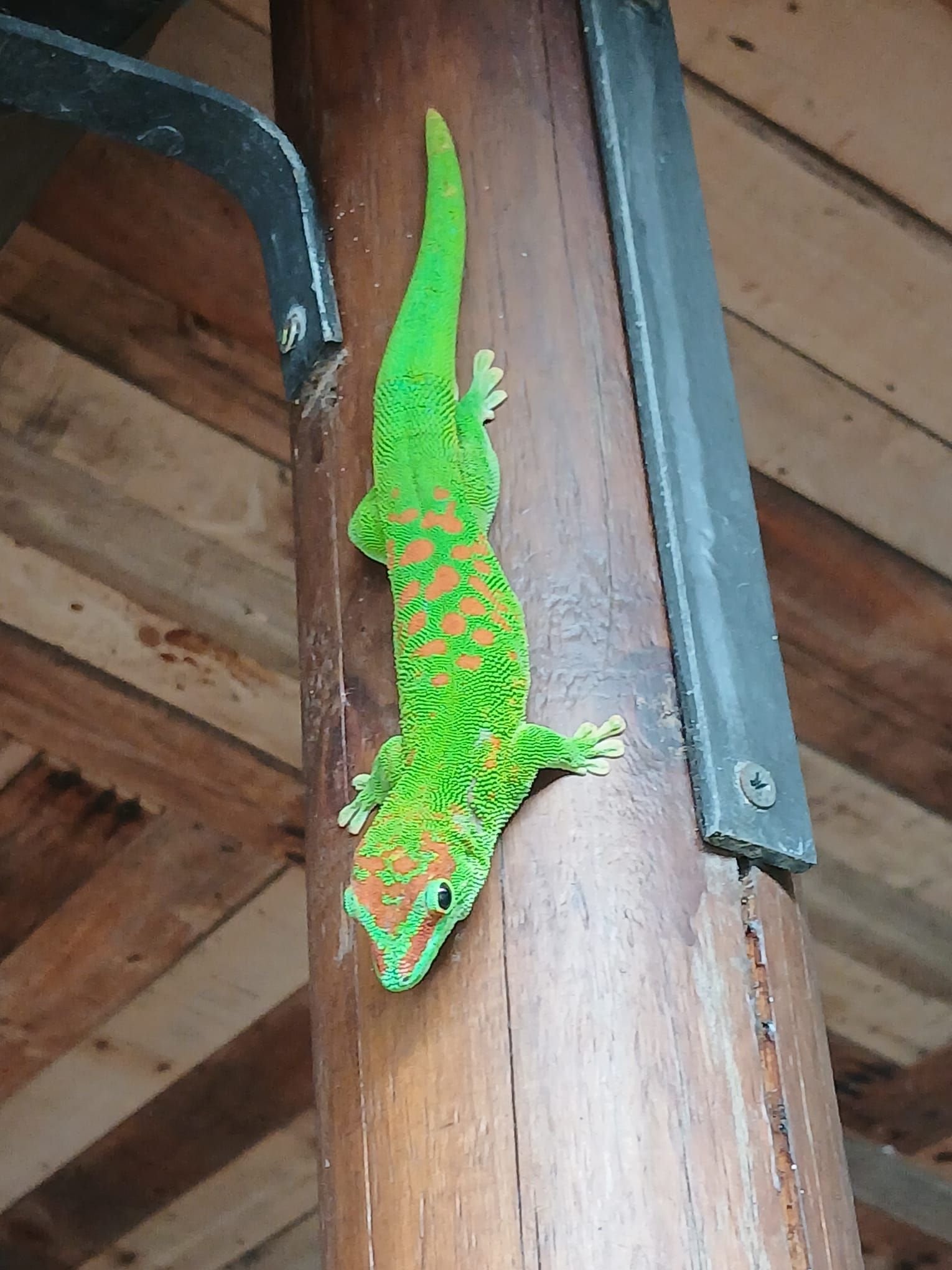 Un Gecko, photo gratuite