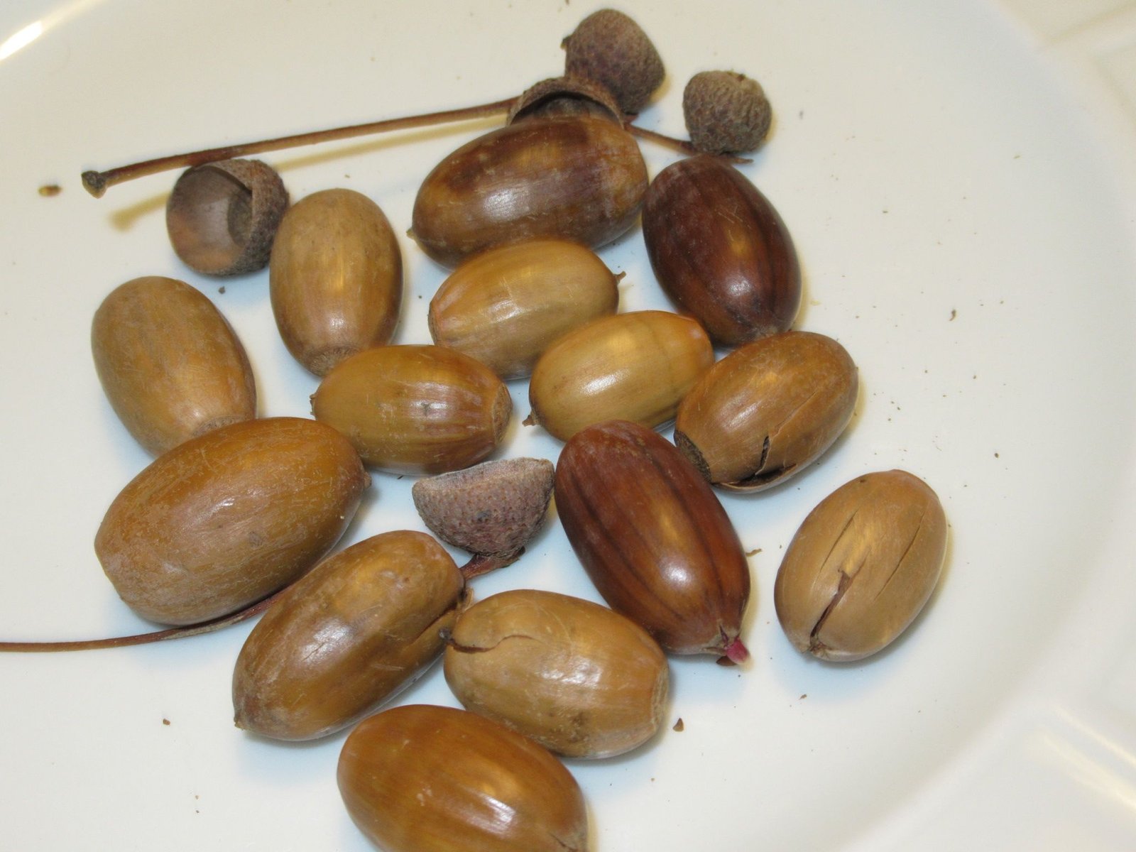 Glands de chênes dans une assiette photo gratuite
