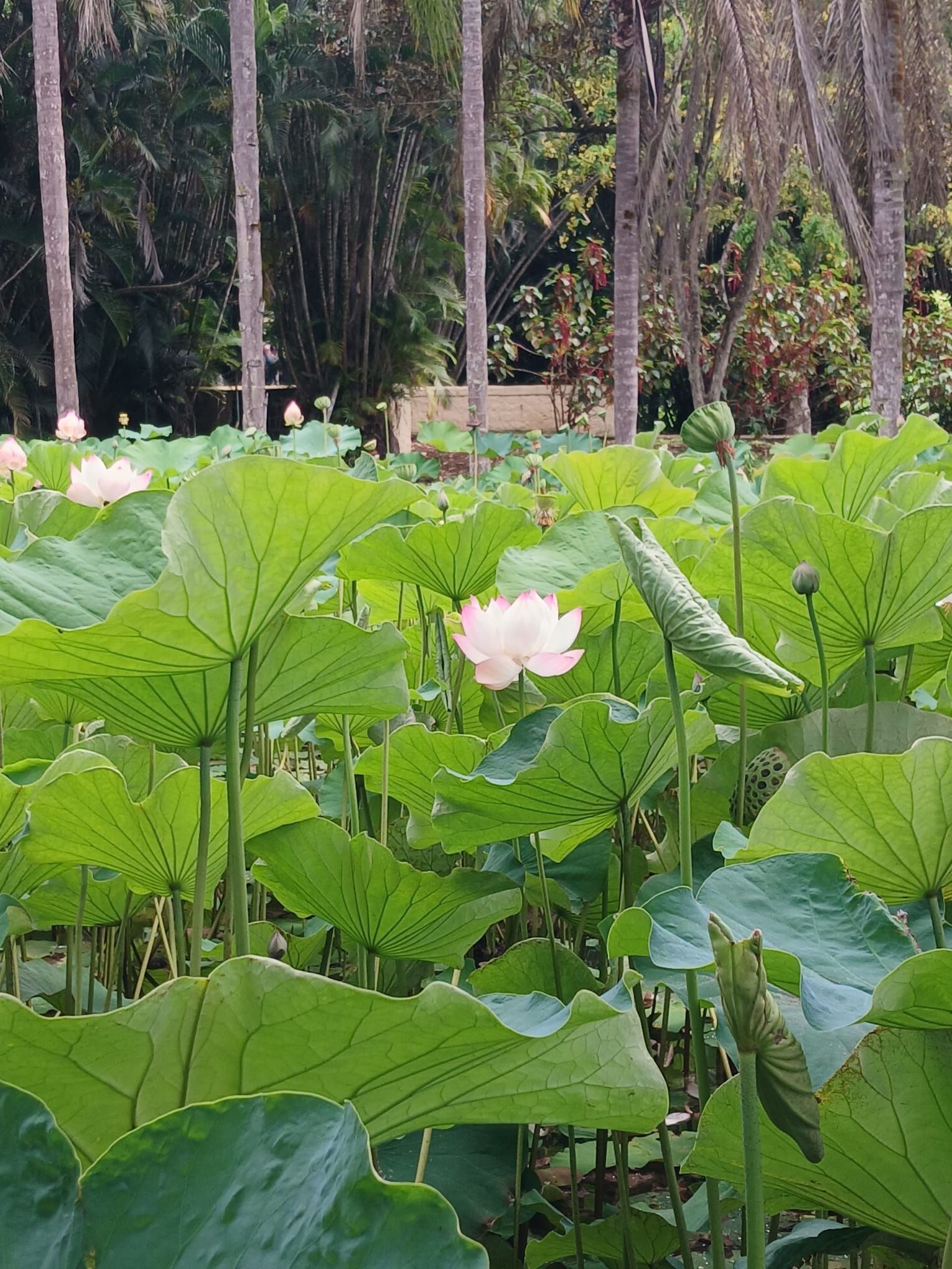 Feuilles du lotus sur l'Île de La Réunion, photo gratuite