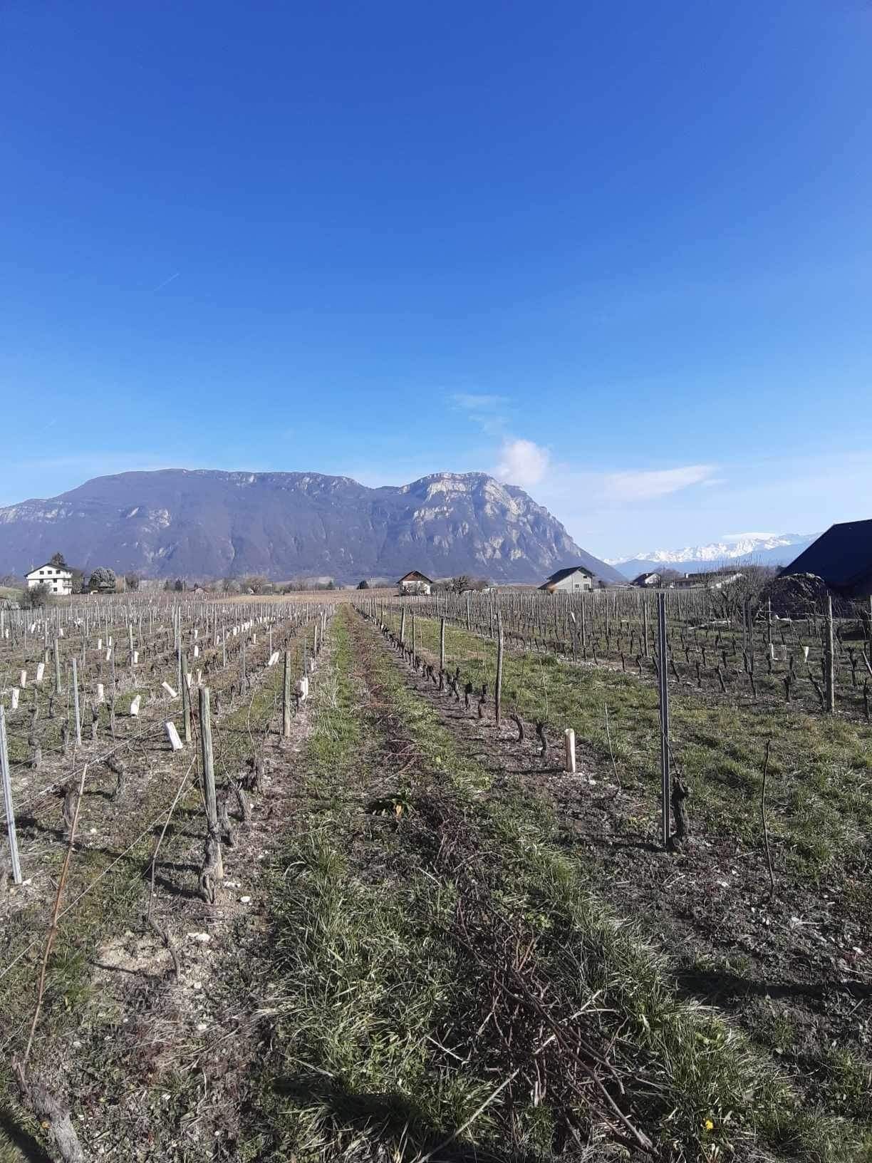 Vigne des Marches Porte-de-Savoie en France