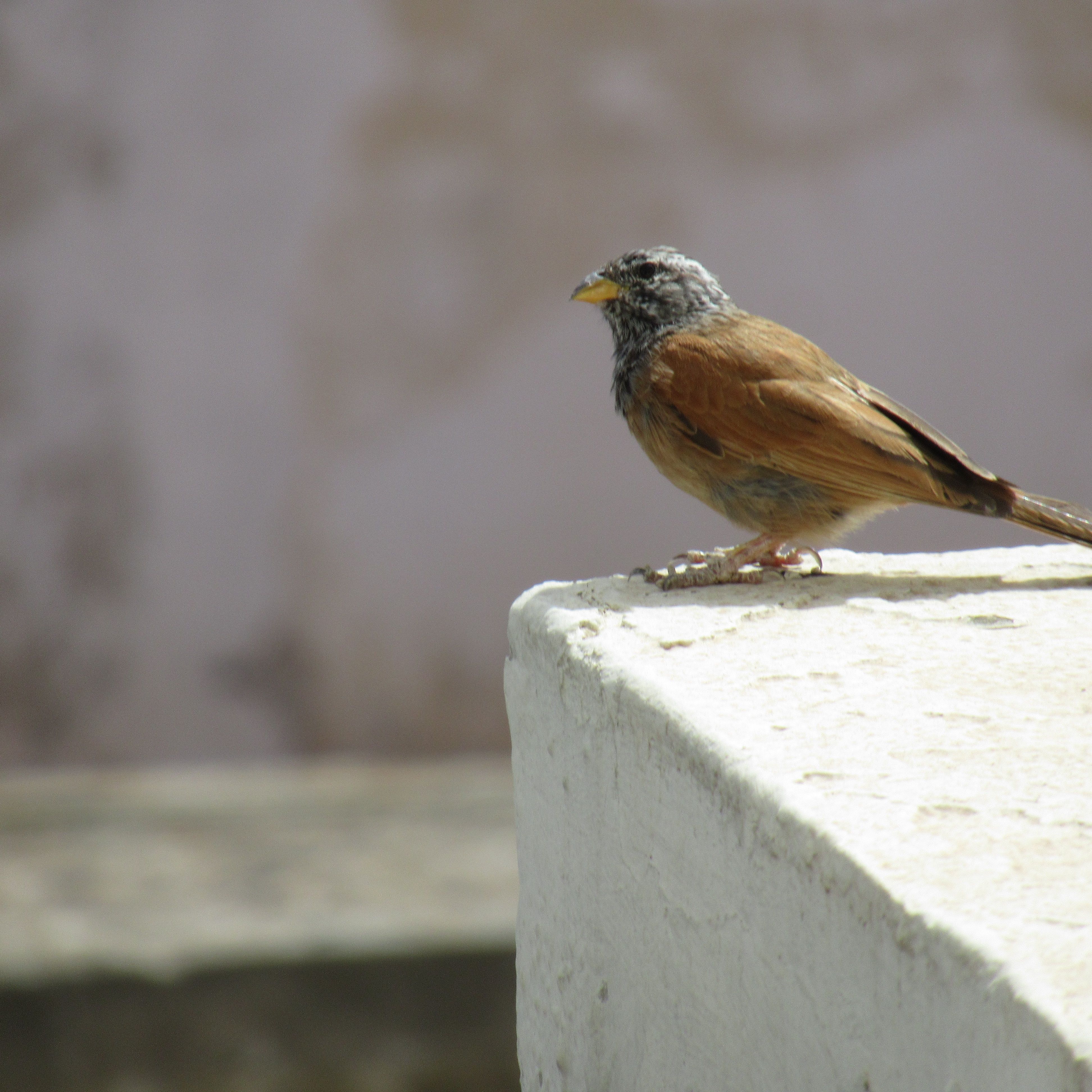 Petit oiseau bec jaune