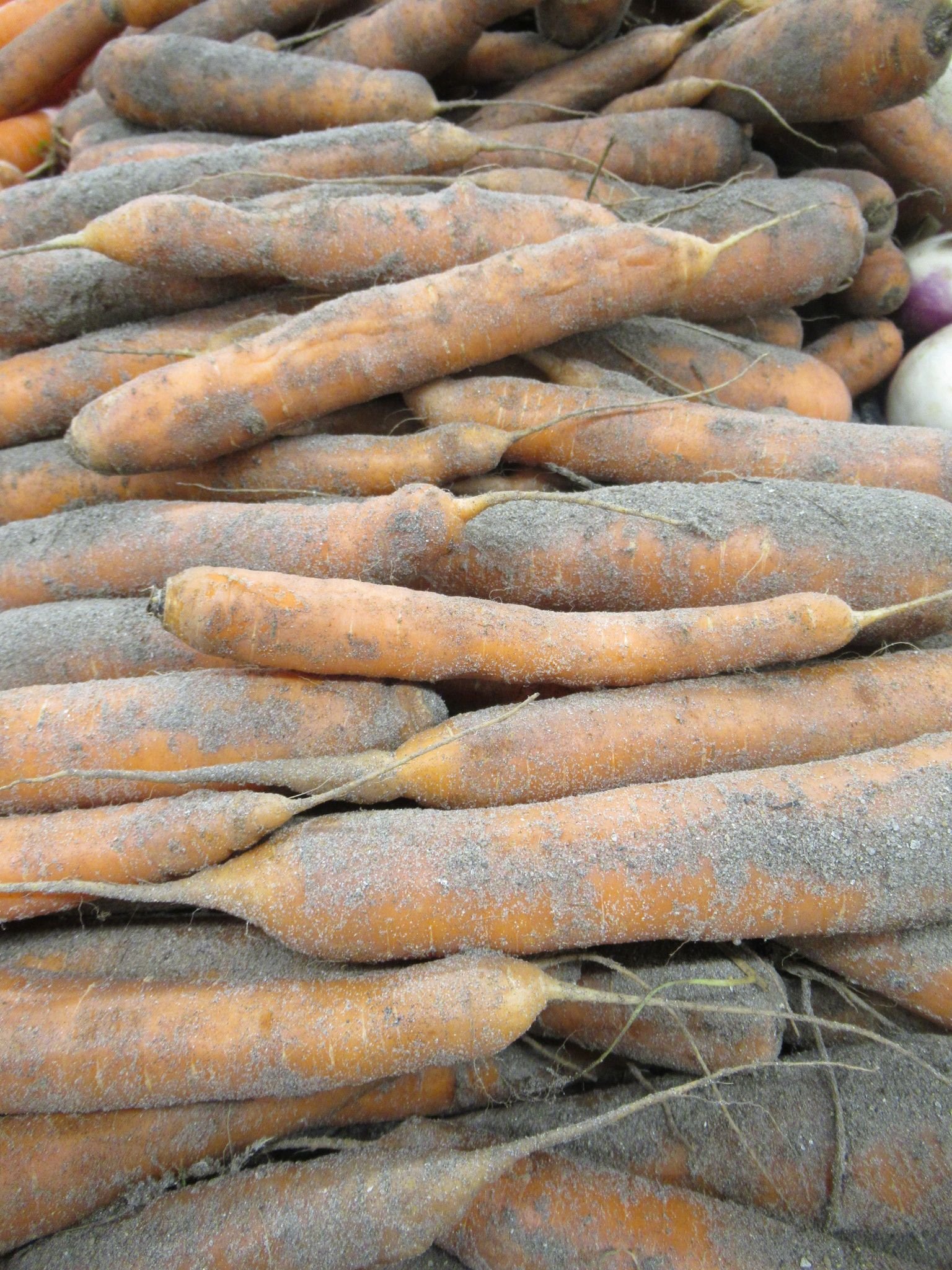 Carottes, photo gratuite