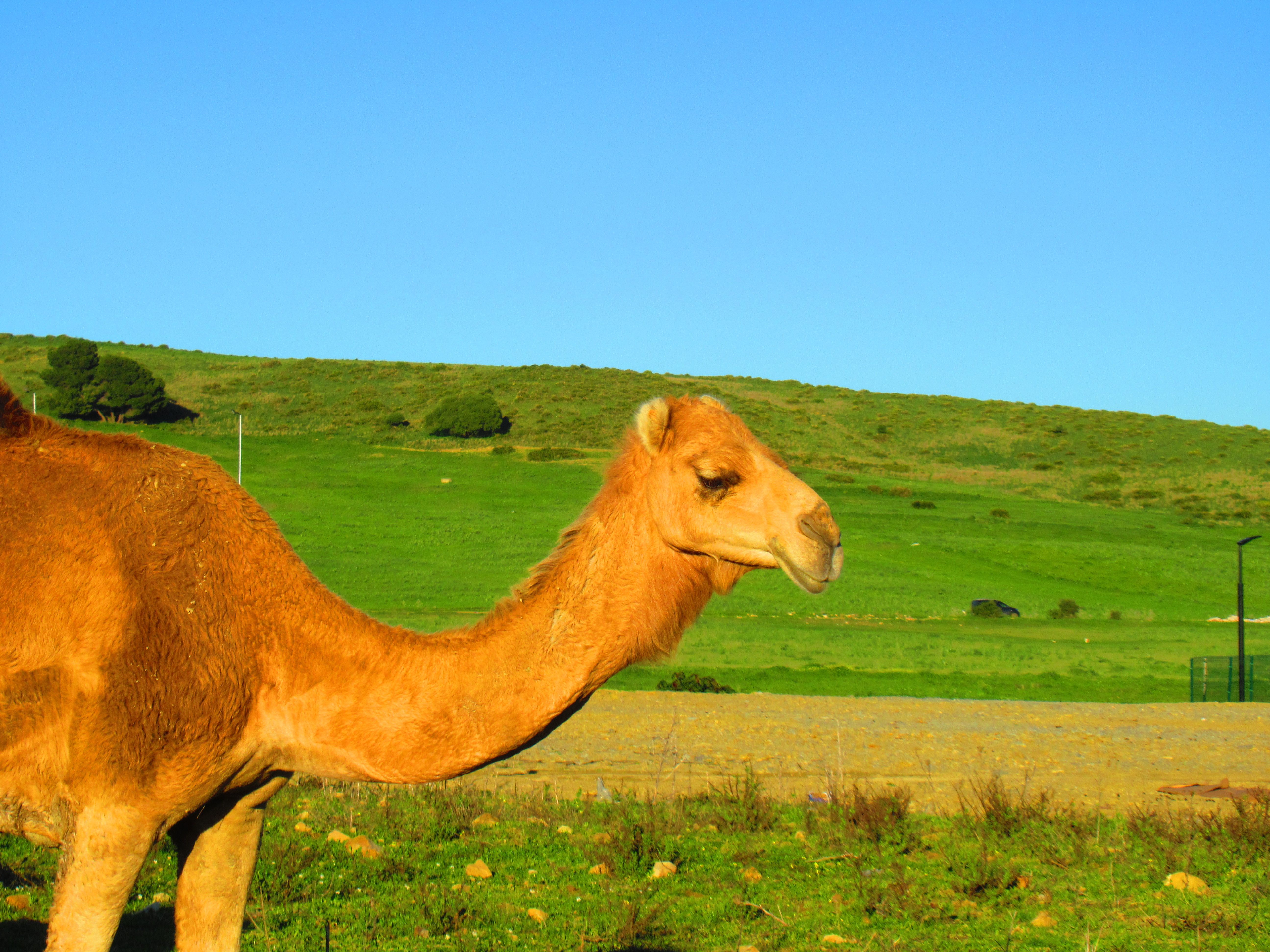 Photo gratuite Dromadaire du Maroc, animal, nature, découverte - Kostenloses Foto von Marokkanisches Dromedar, Tier, Natur, Entdeckung