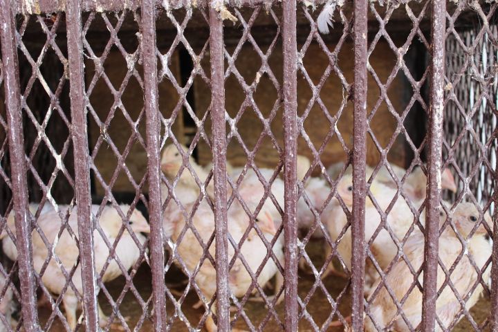 Poules enfermées dans une cage