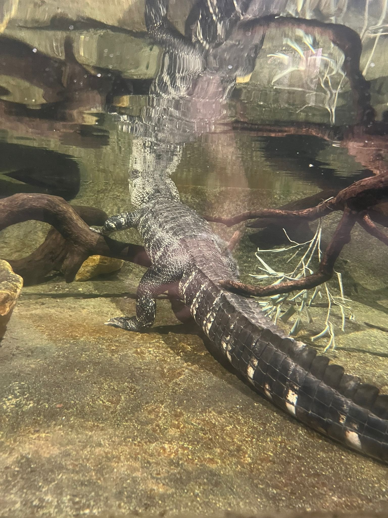 Alligator immergé dans l'eau, Zoo Amneville, Moselle, Lorraine, photo gratuite