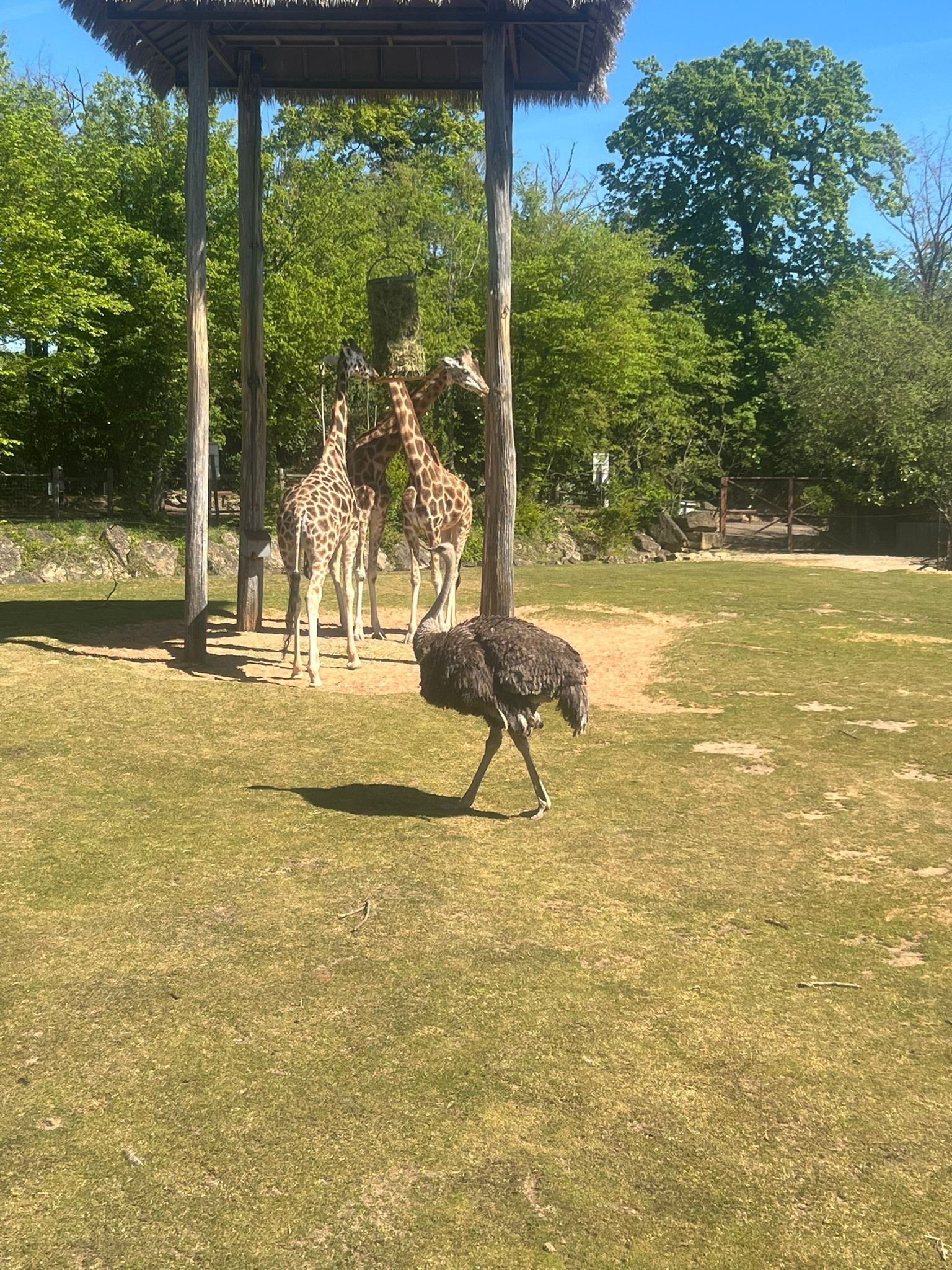 Autruche, des girafes, Zoo d'Amneville, Moselle, Lorraine, photo gratuite