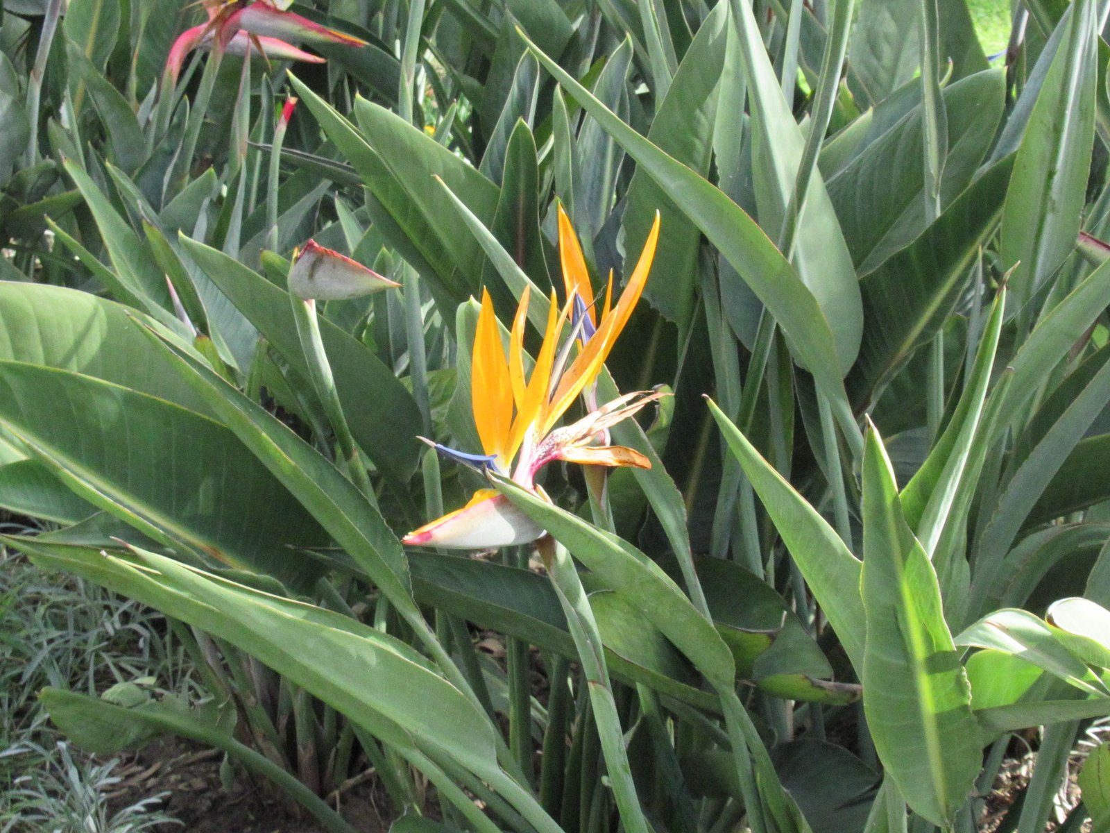 Reine Strelitzia dans un jardin