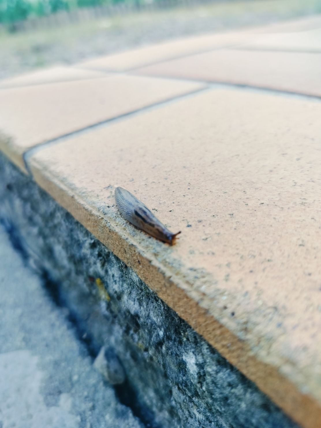 Une limace rampant sur le sol, photo gratuite