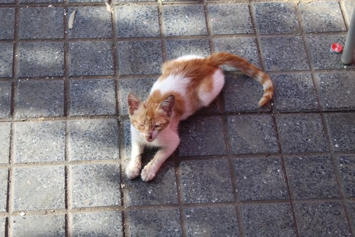 Chaton roux et blanc