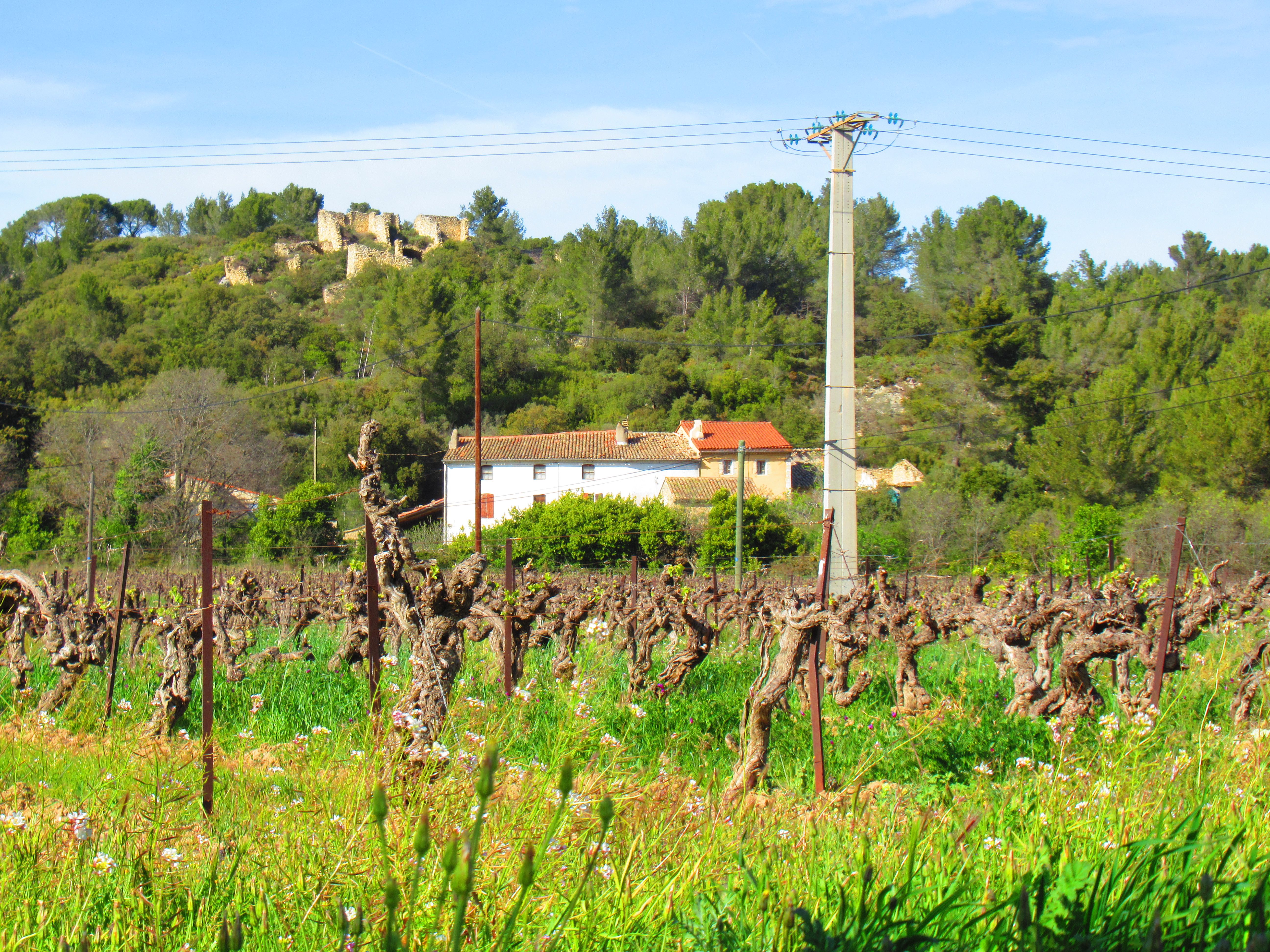 Cep de vigne en Provence