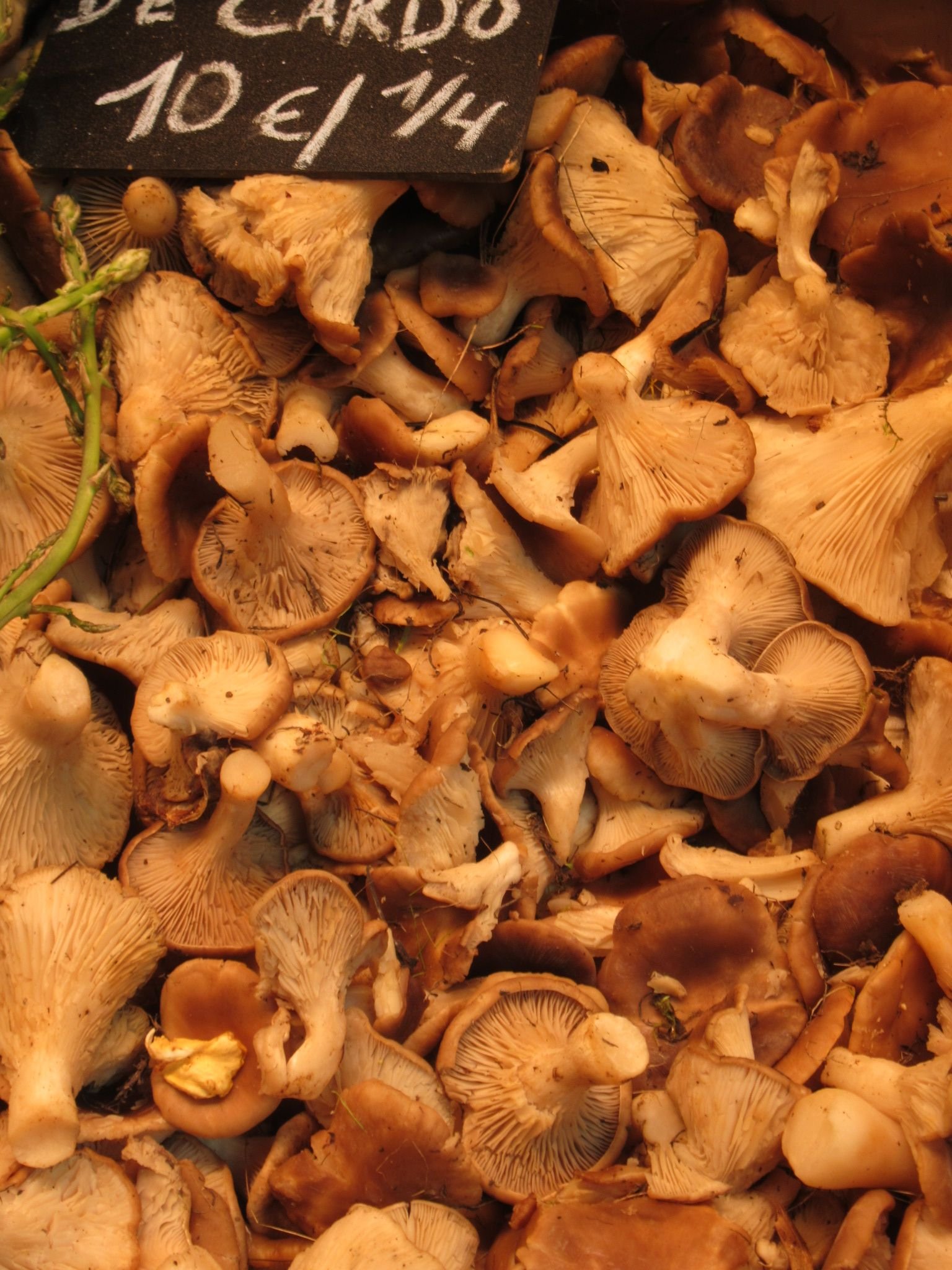 Un tas de champignons sur un étal du marché, le prix affiché, photo gratuite