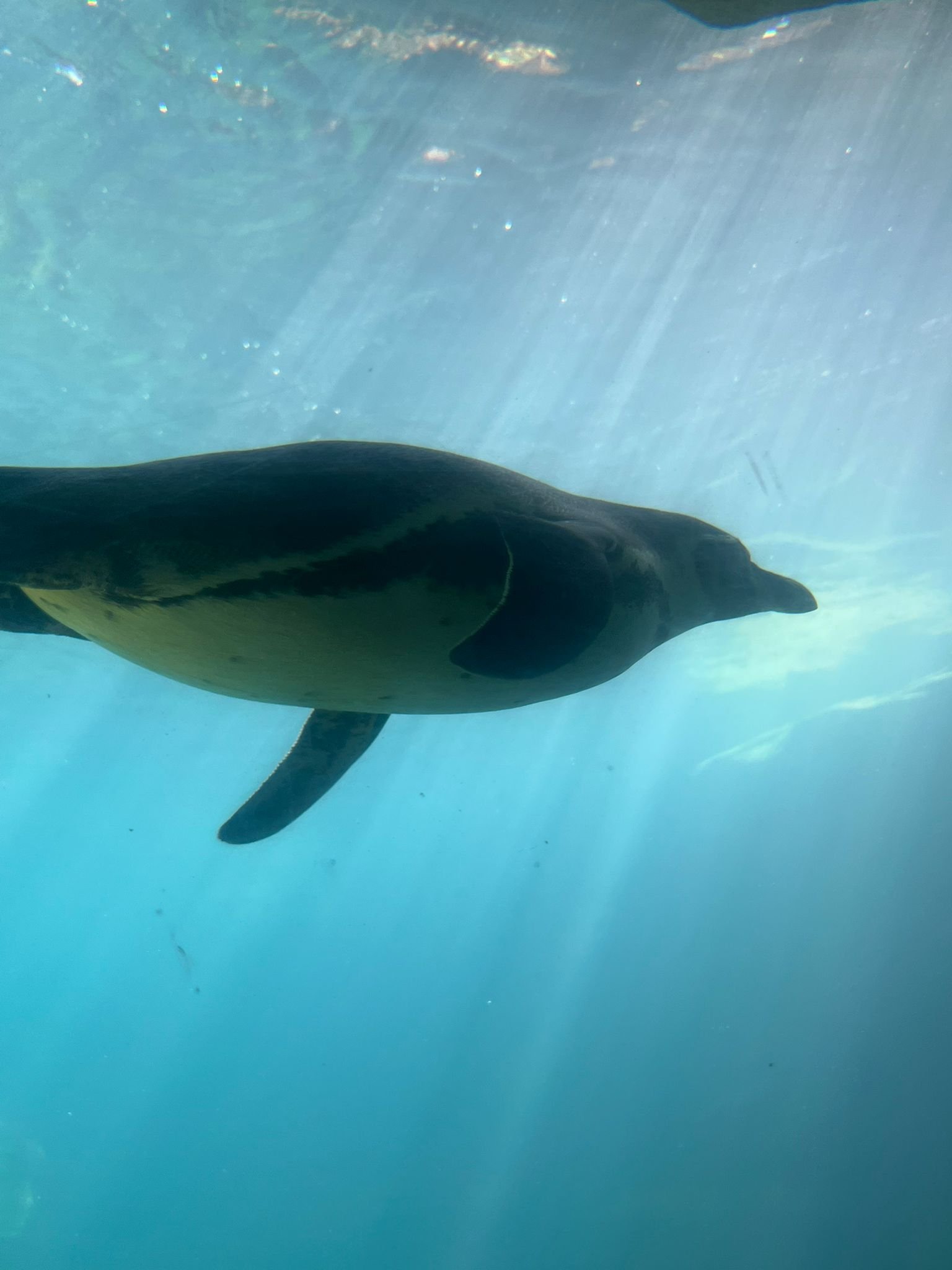 Manchot dans l'eau, Zoo d"Amneville, Moselle, Lorraine, photo gratuite