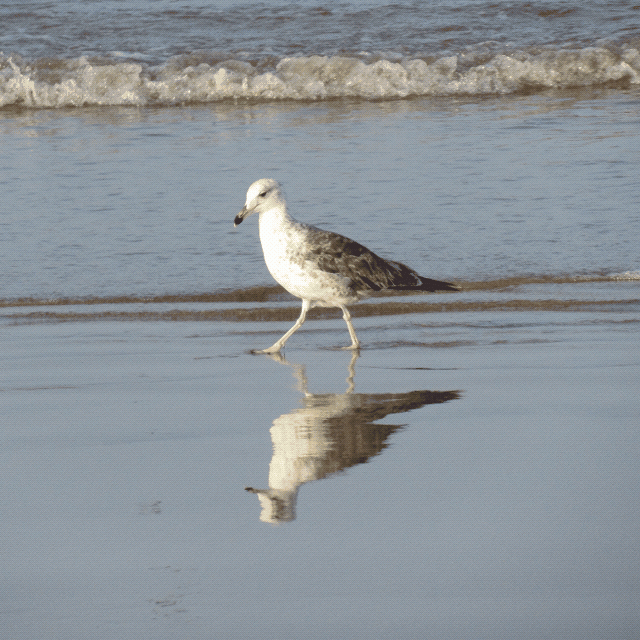 Mouette qui marche (Gif)
