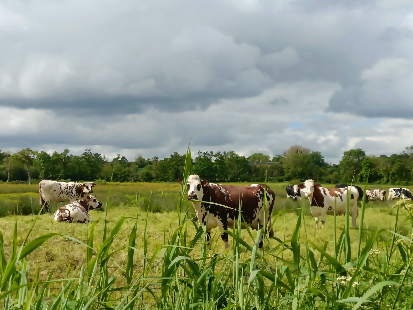 Des vaches de race Normande, photo gratuite