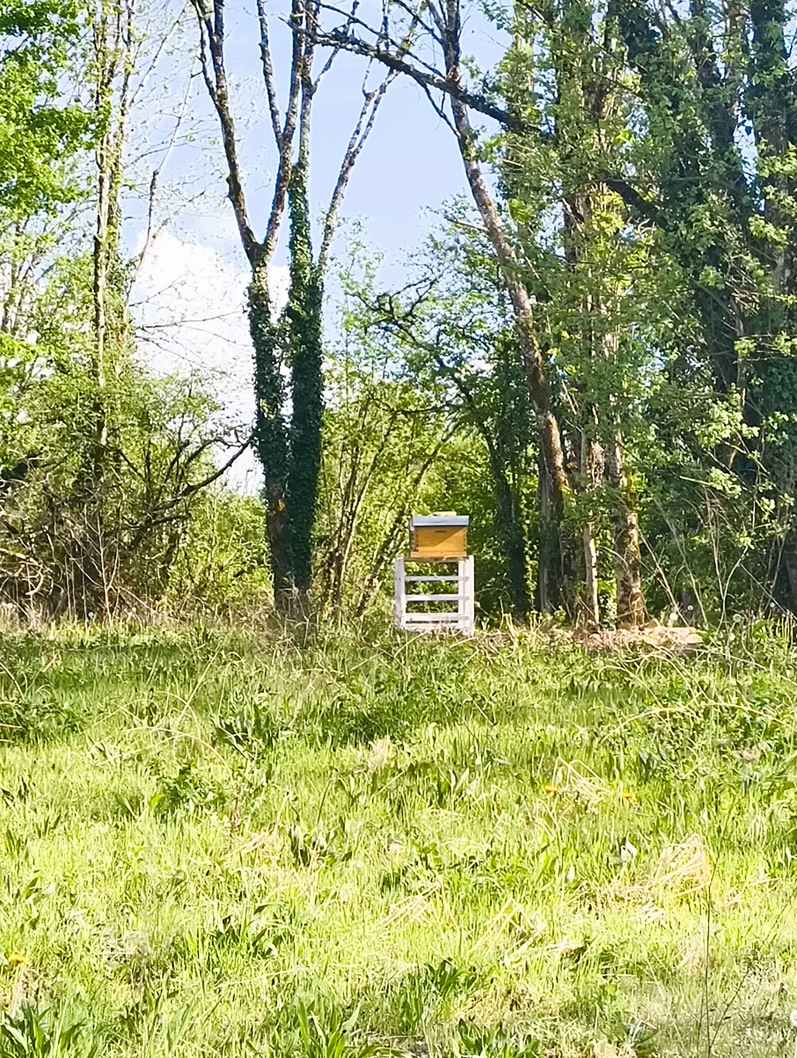 Une ruche d'abeilles dans un champ herbeux entouré d'arbres, photo gratuite