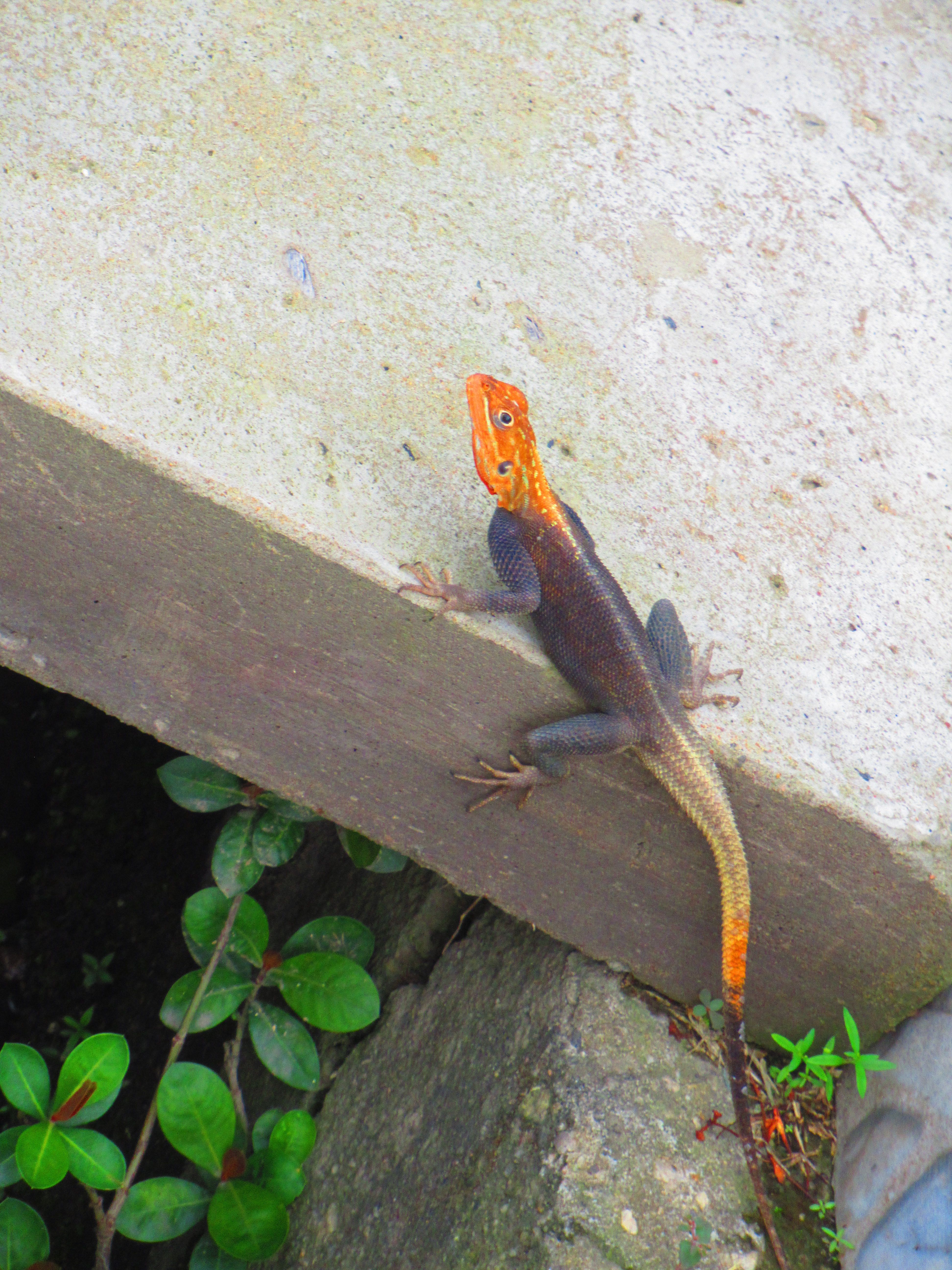 Lézard orange et noir