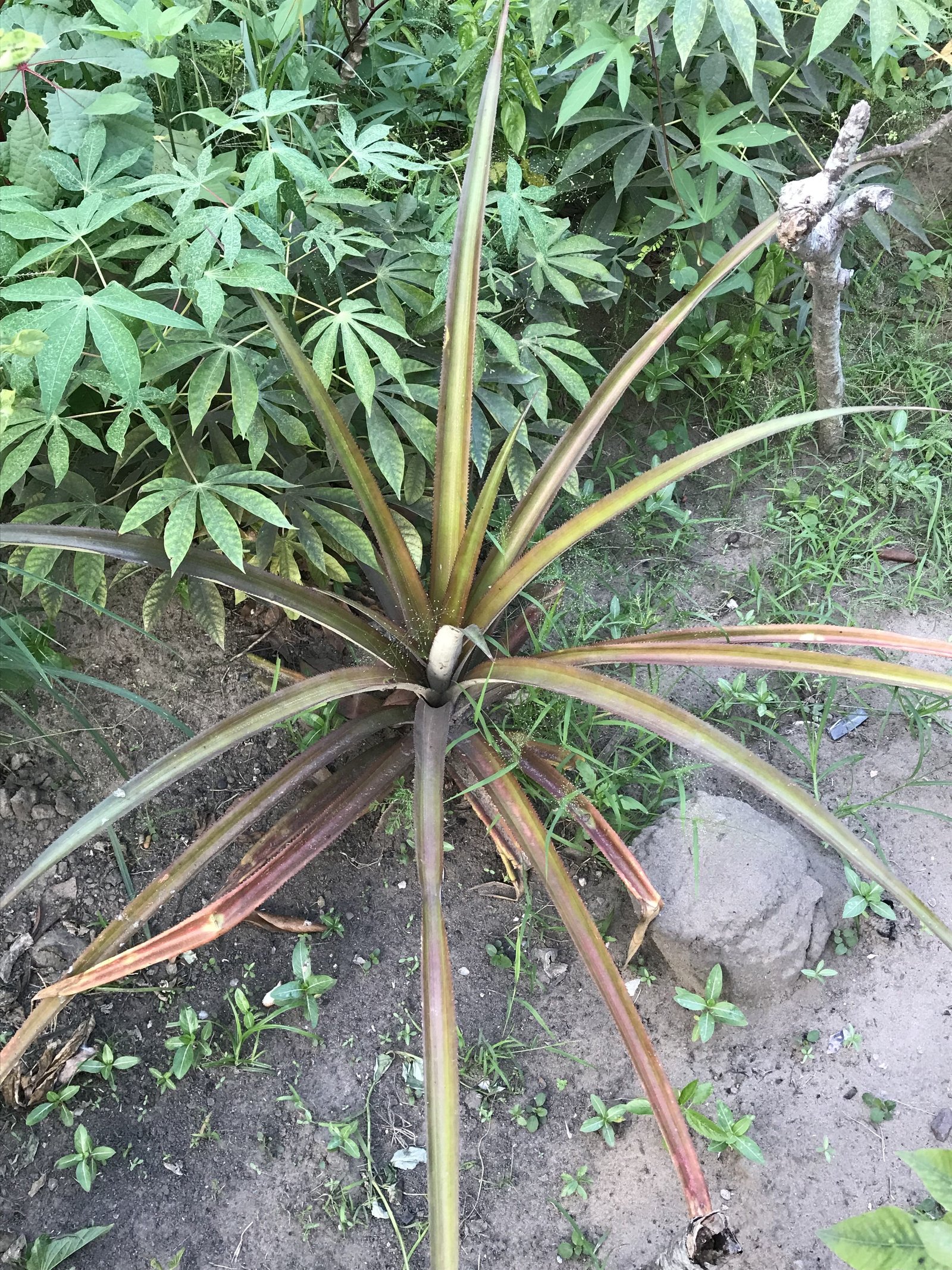 Ananas plante herbacée photo gratuite