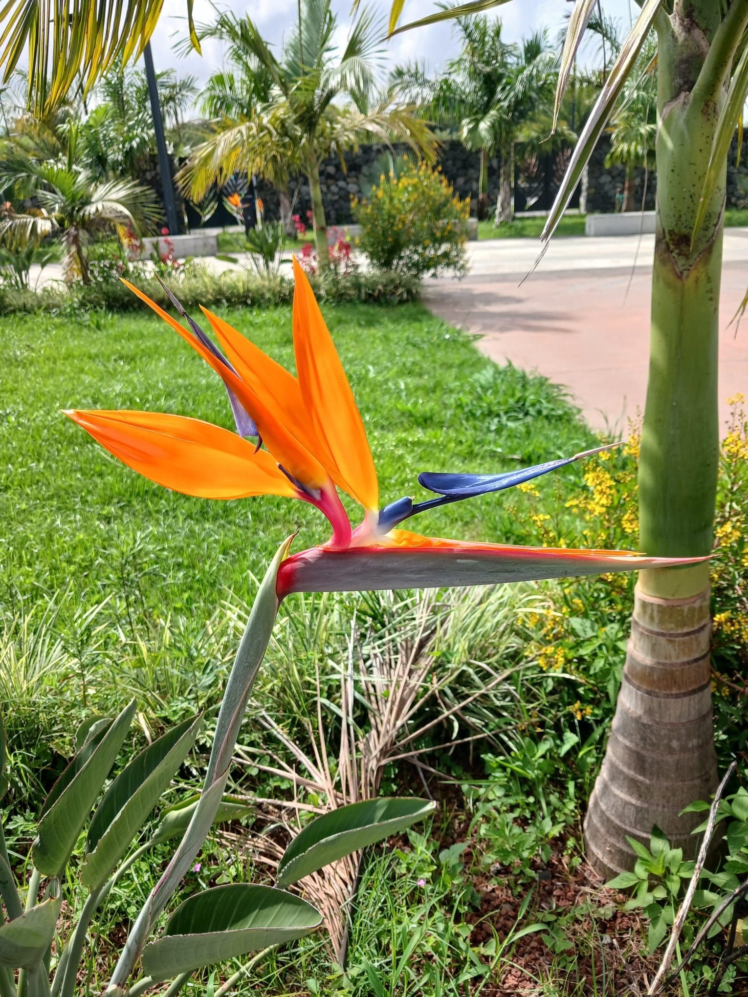 Fleur Oiseau de paradis, photo gratuite