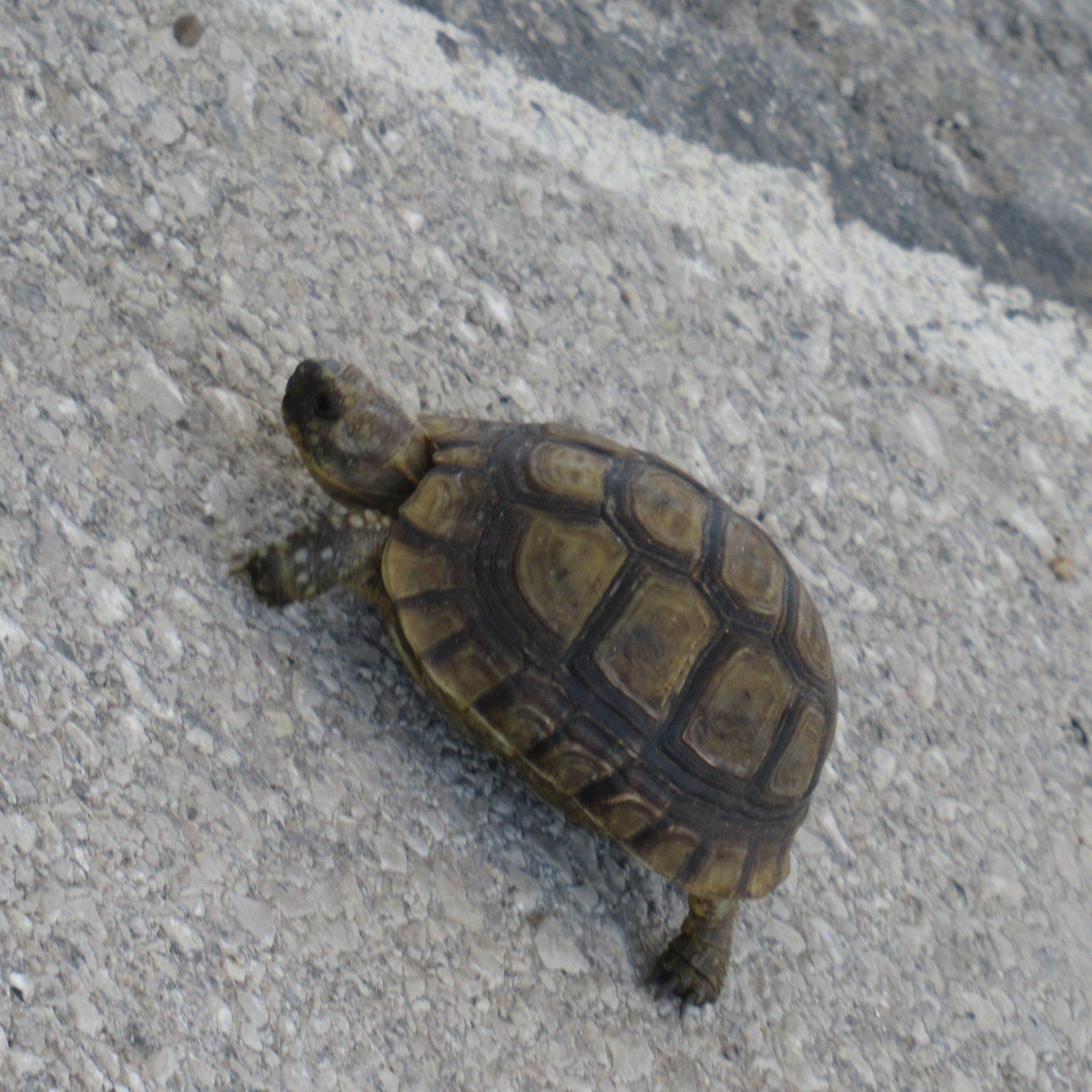 Tortue sur bitume