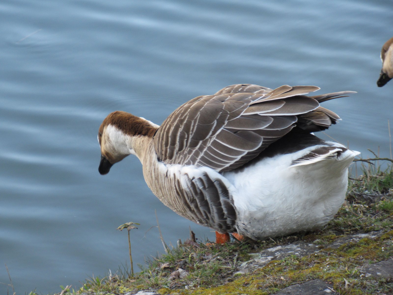 Oie d'égypte, ouette