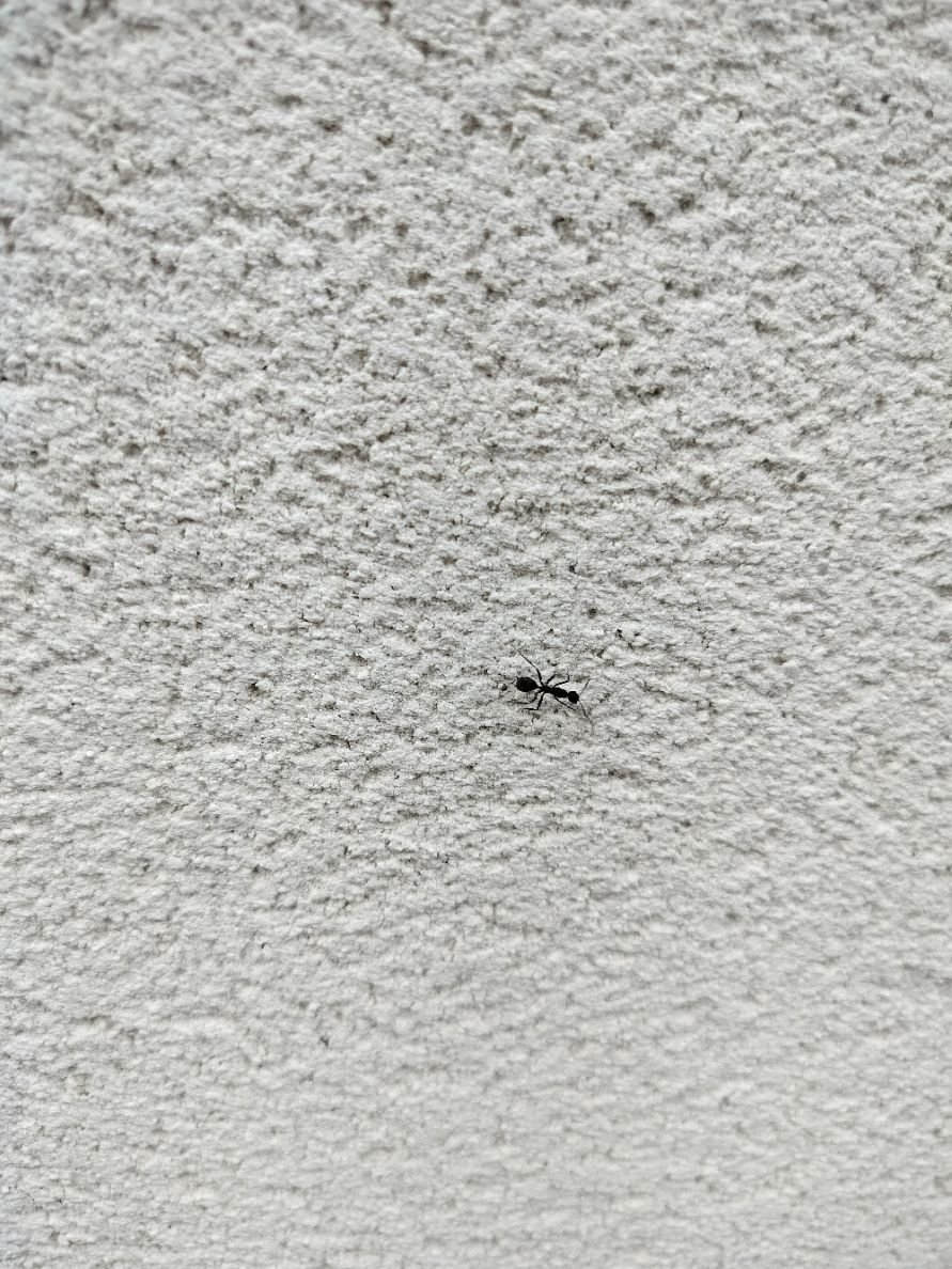 Fourmi noire sur un mur