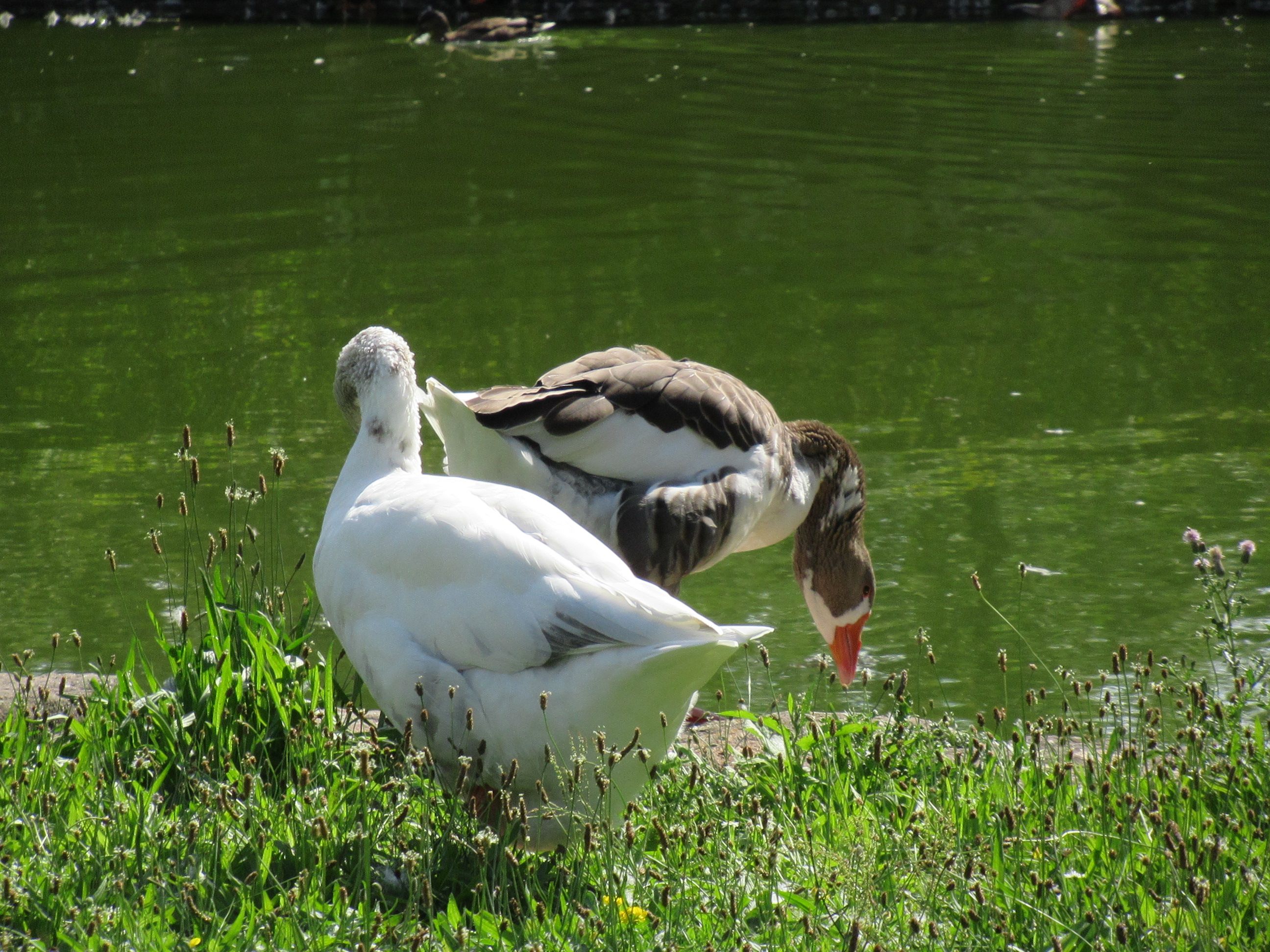 couple d'oies