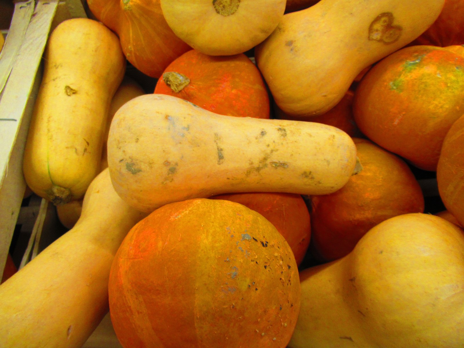 Courges Butternut à vendre photo gratuite