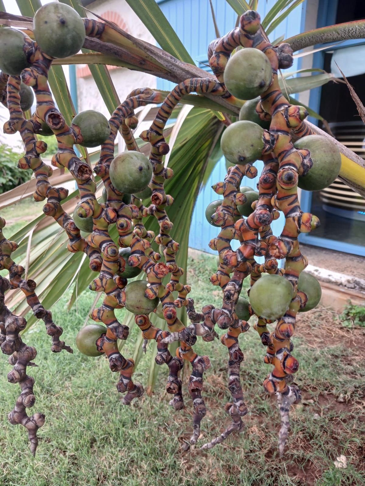 Fruits immatures d'un palmier, photo gratuite