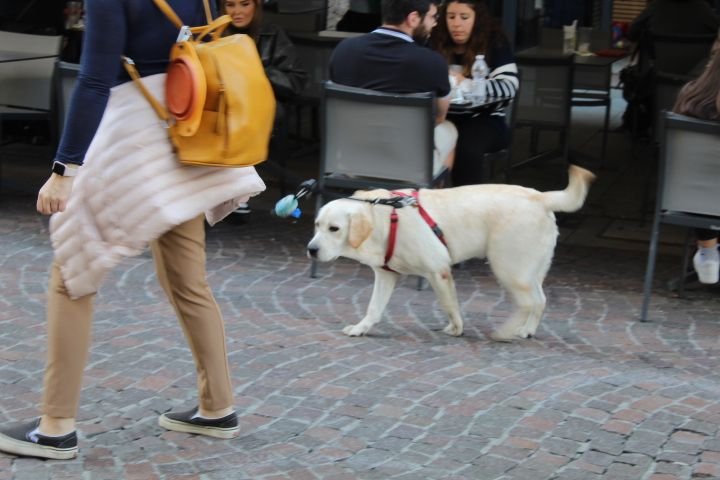 Une personne en compagnie de son chien dans les rues de Milan, un Labrador Retriever, photo gratuite