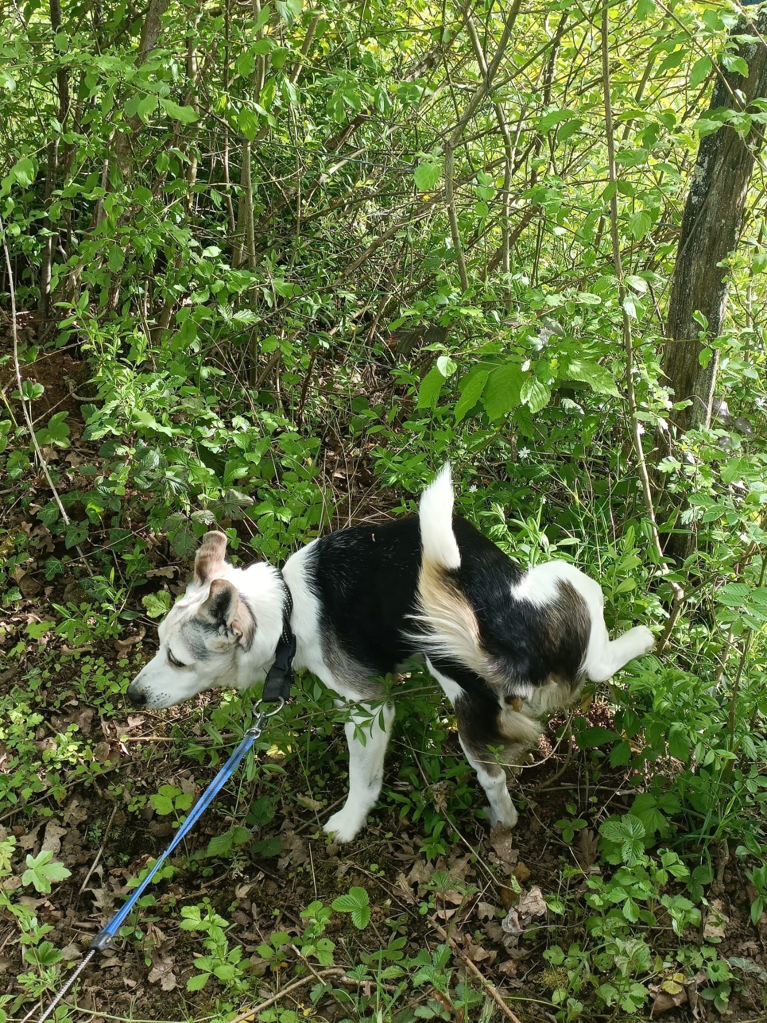 Chien dans la forêt, photo gratuite
